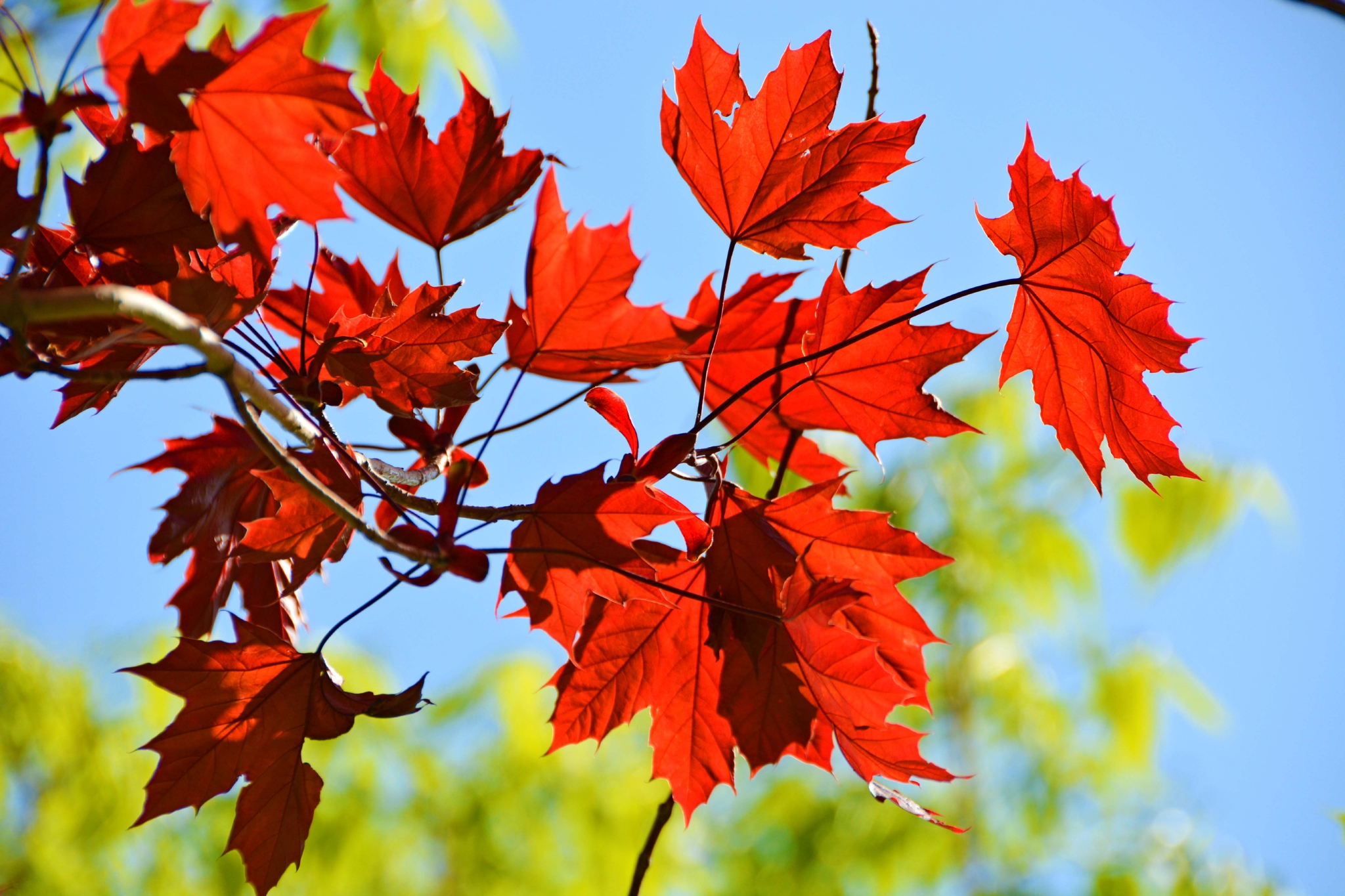 春天红色枫叶原创拍摄