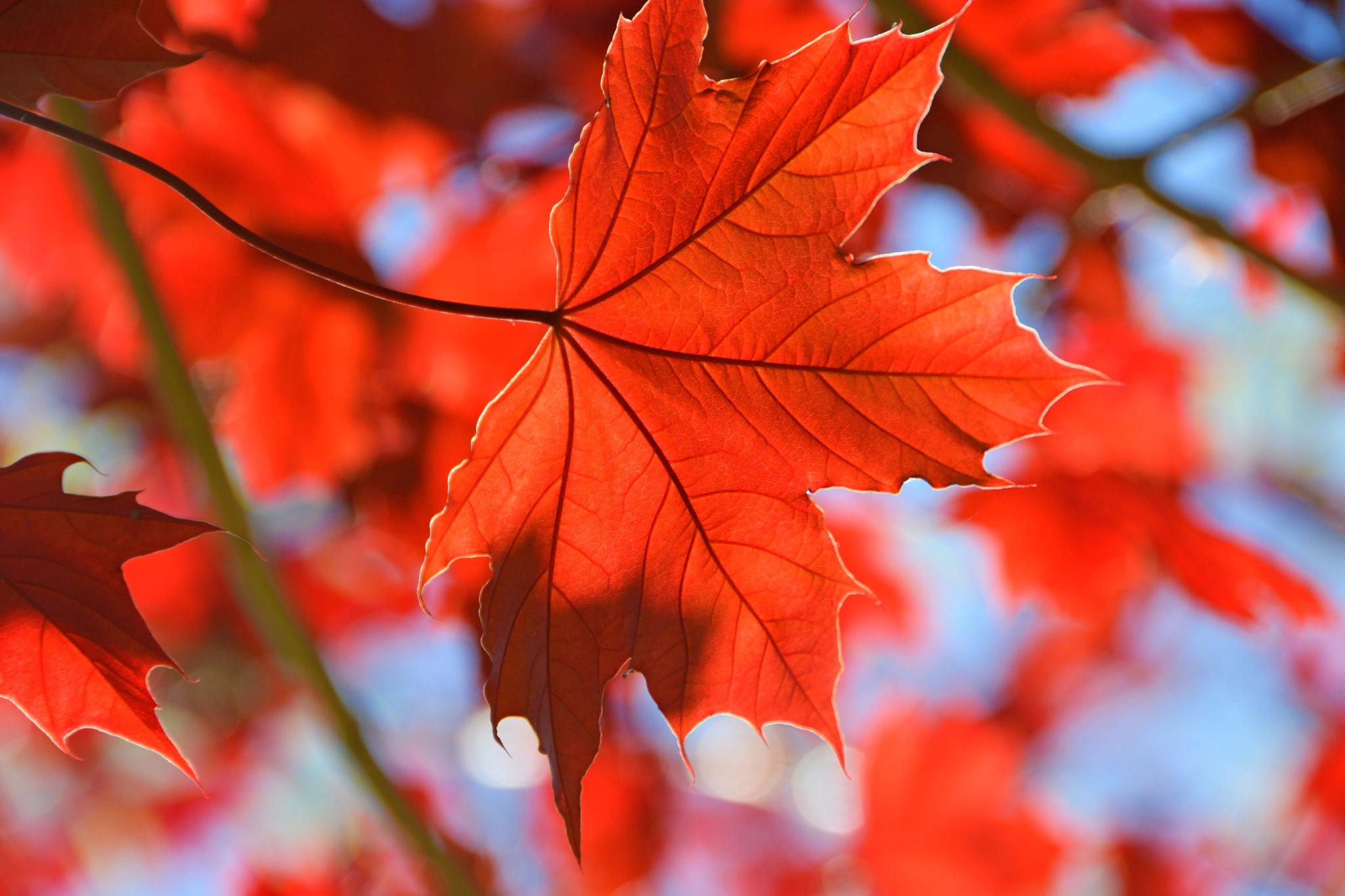 春天红色枫叶原创拍摄