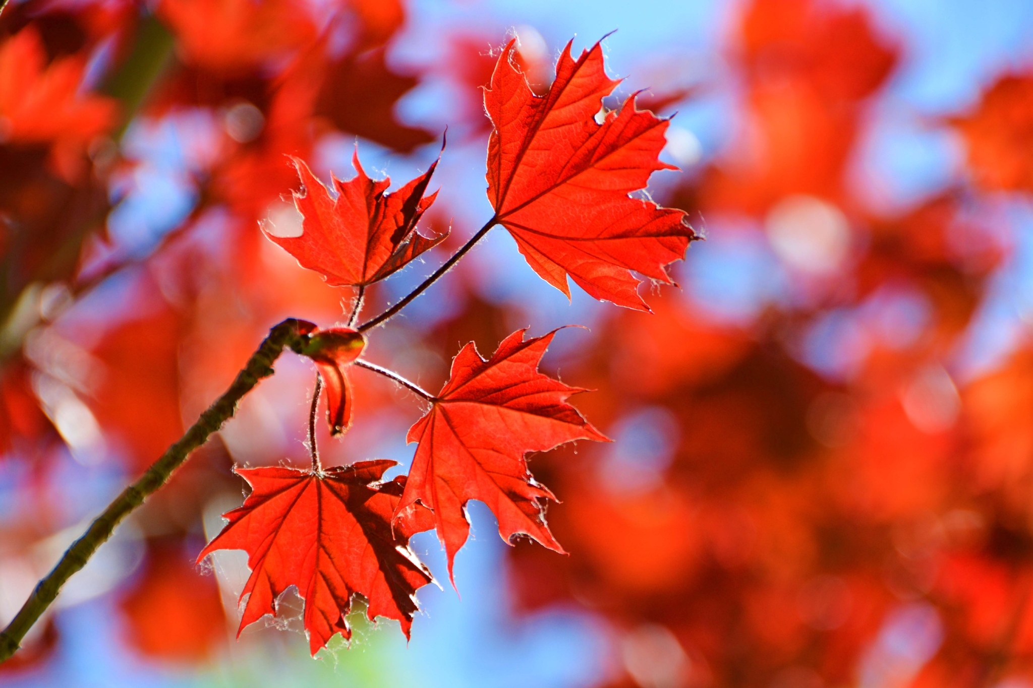 春天红色枫叶原创拍摄