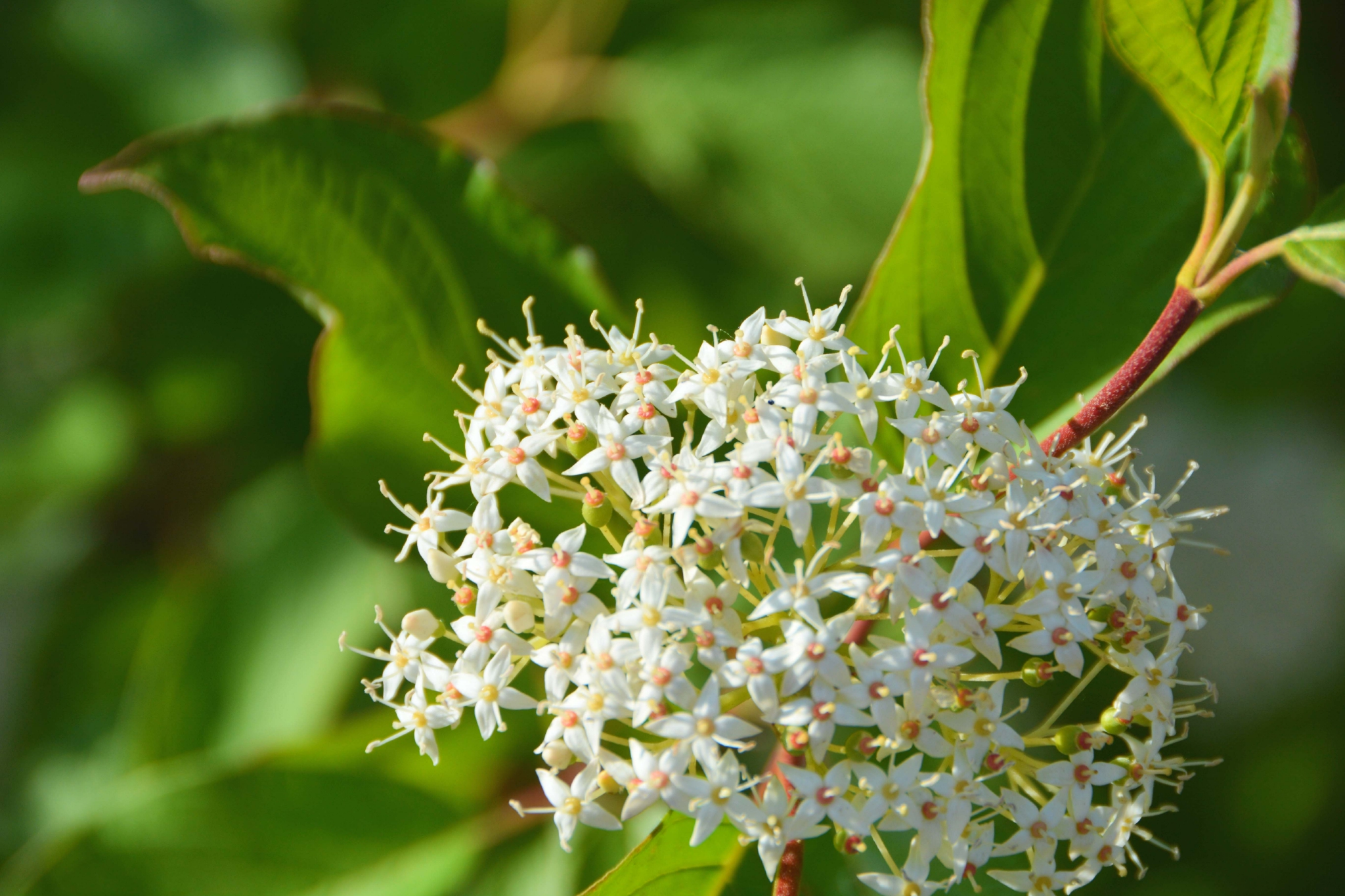 红瑞木花原创拍摄