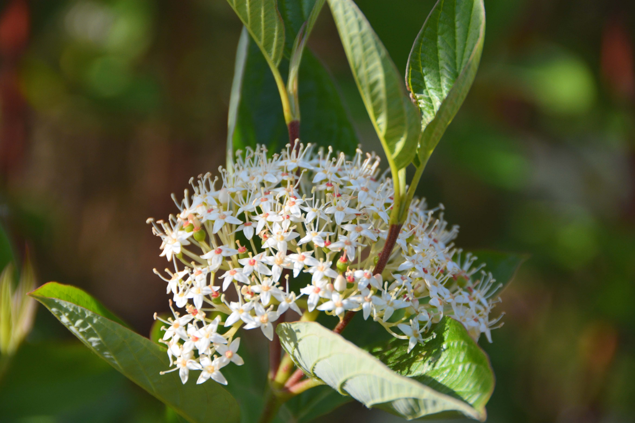 红瑞木花原创拍摄