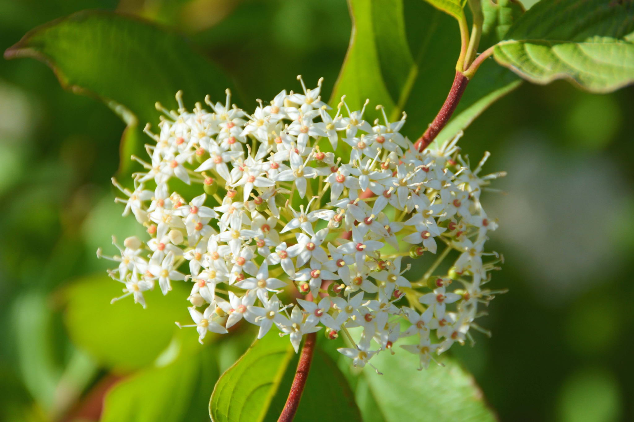 红瑞木花原创拍摄