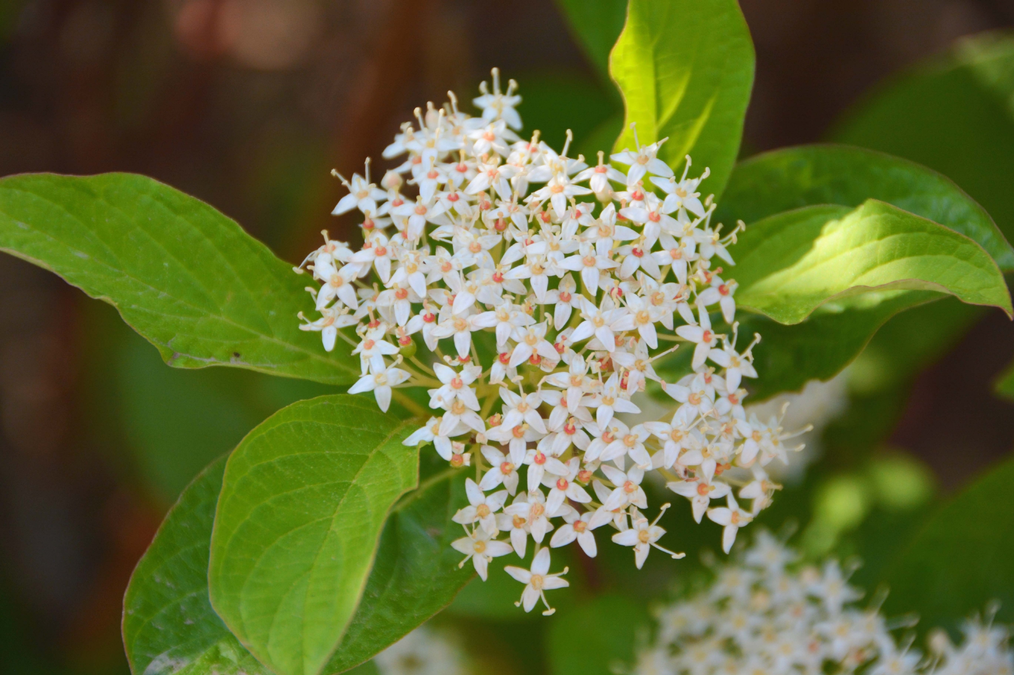 红瑞木花原创拍摄
