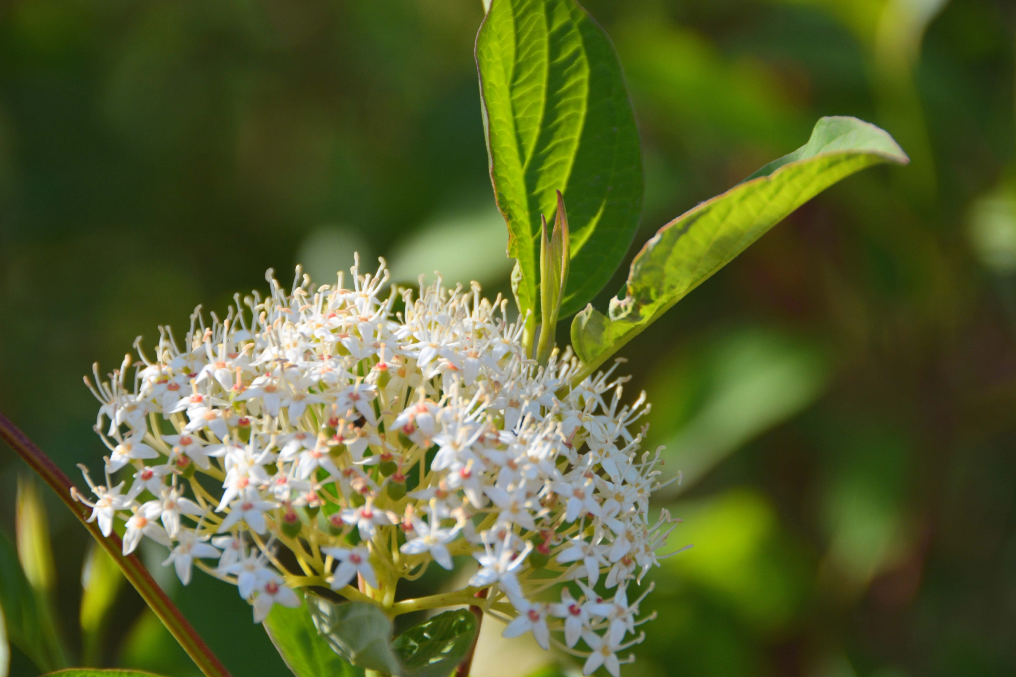 红瑞木花原创拍摄