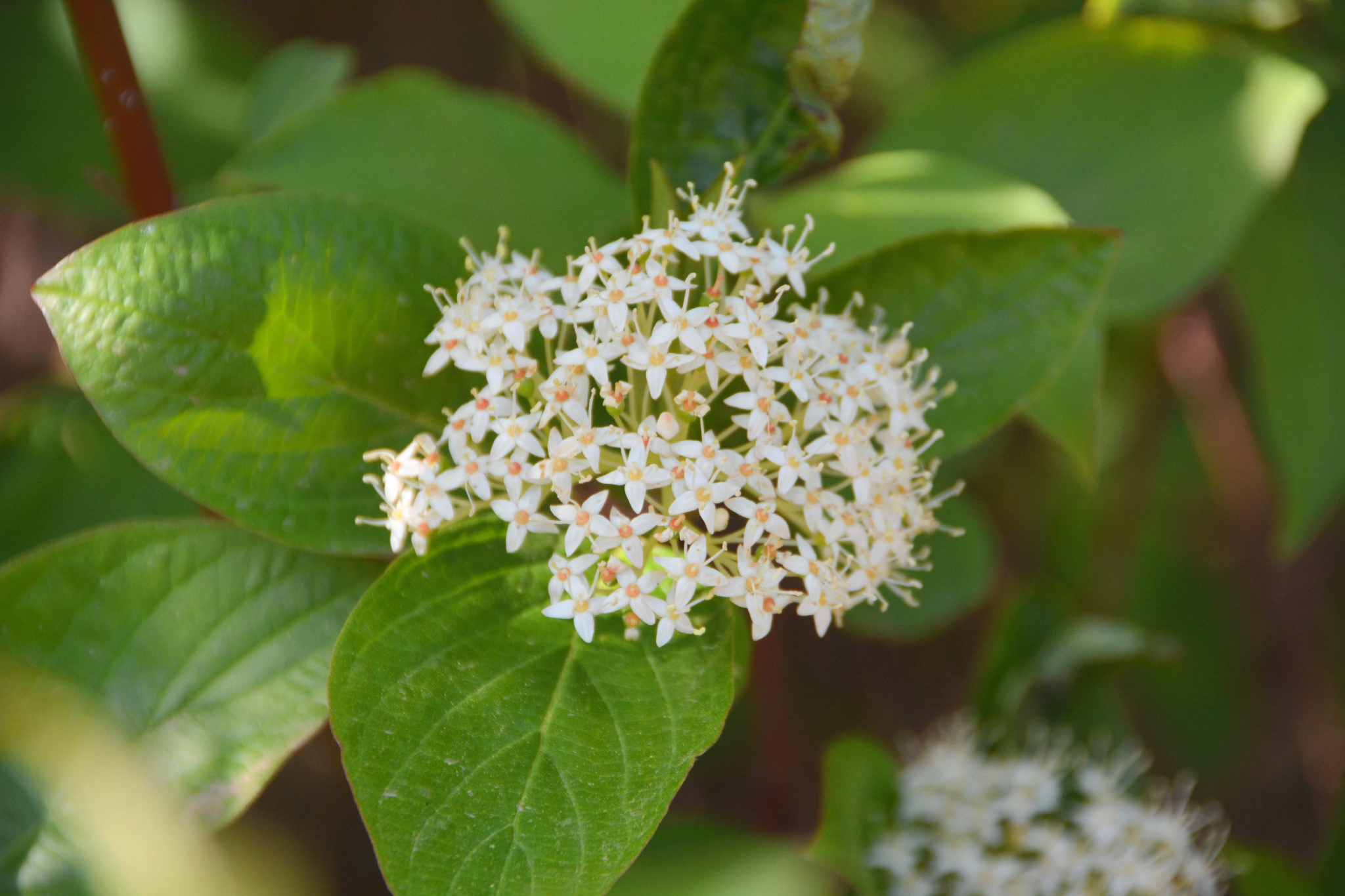 红瑞木花原创拍摄