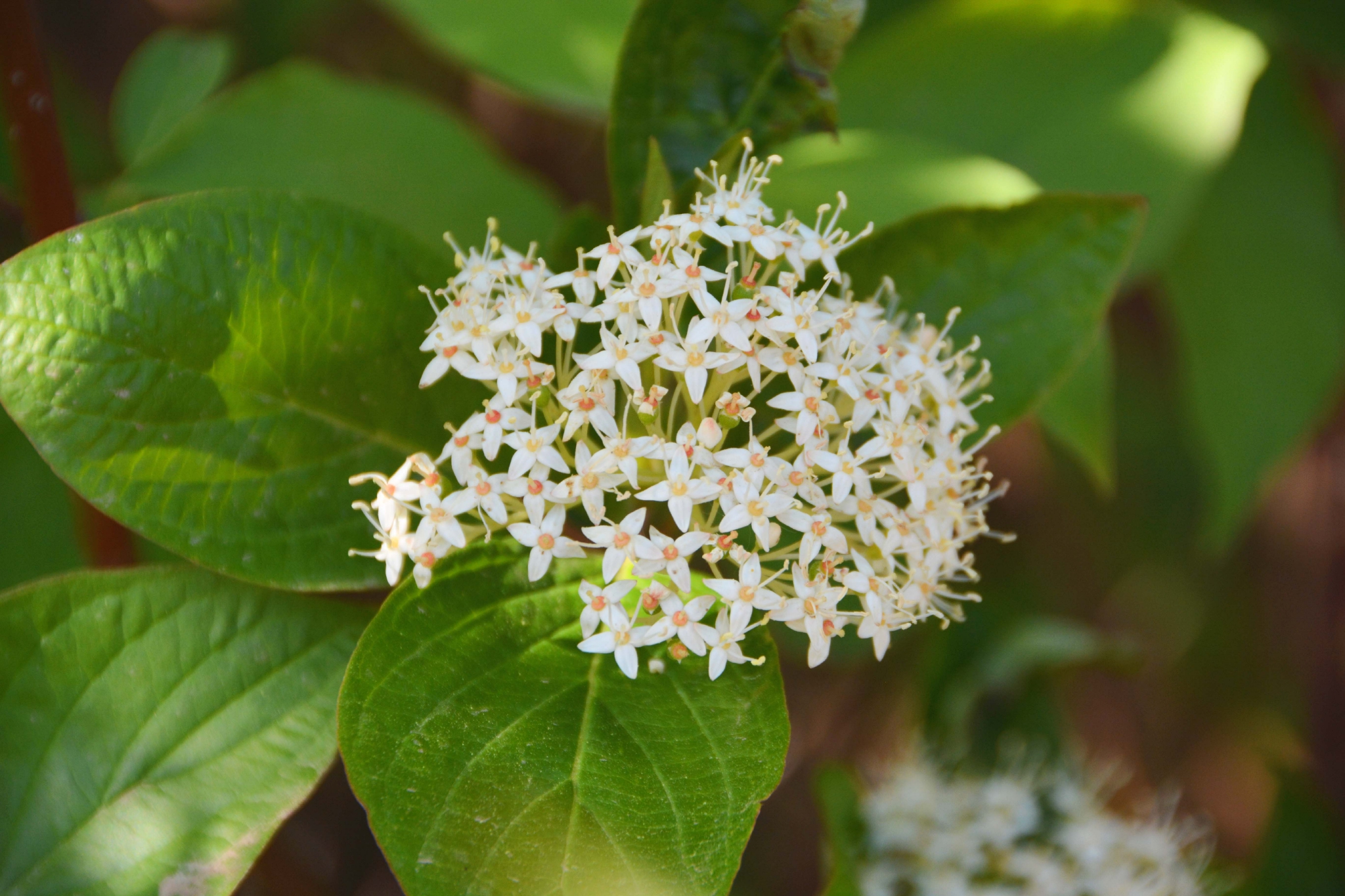 红瑞木花原创拍摄