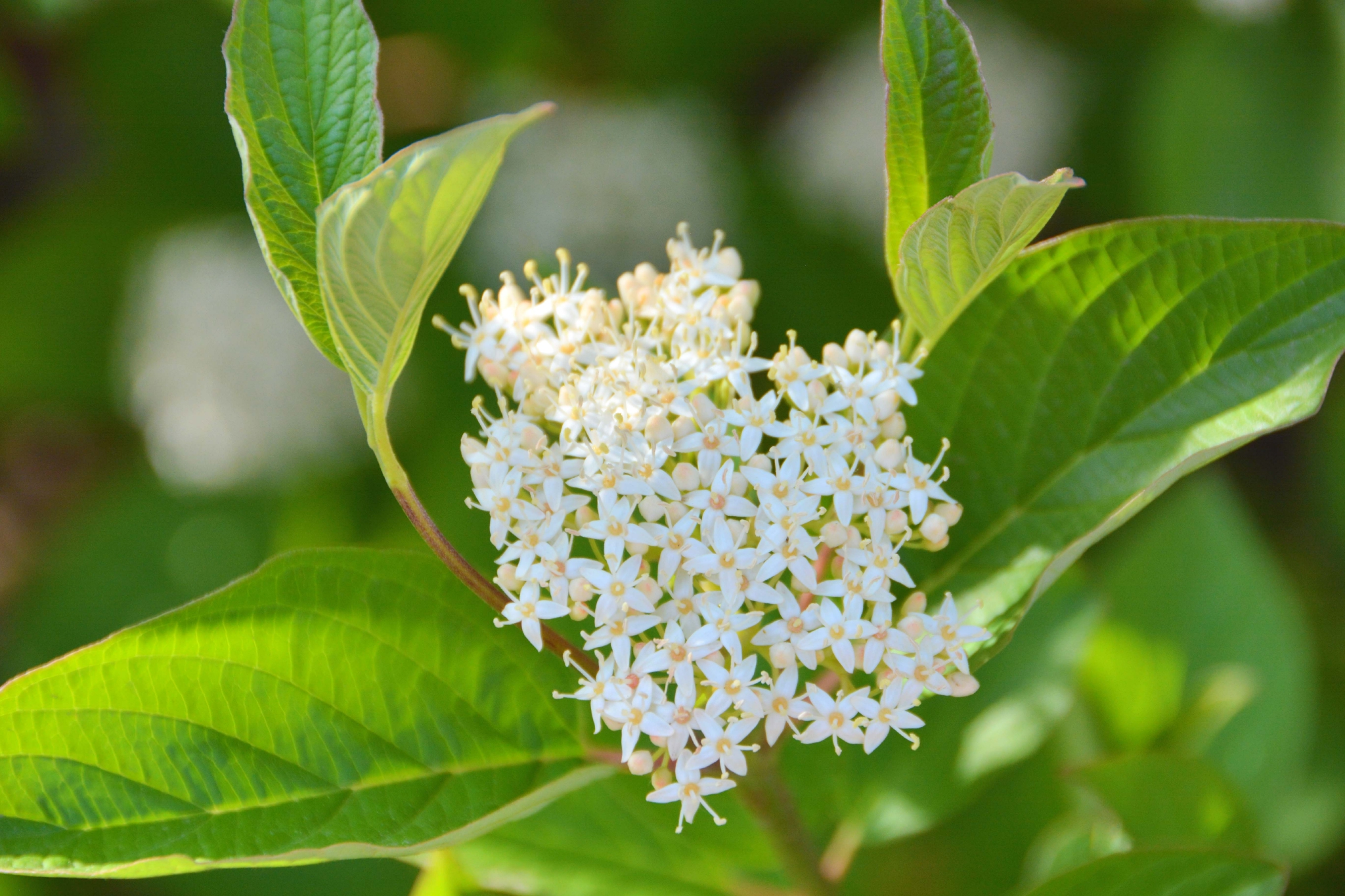 红瑞木花原创拍摄