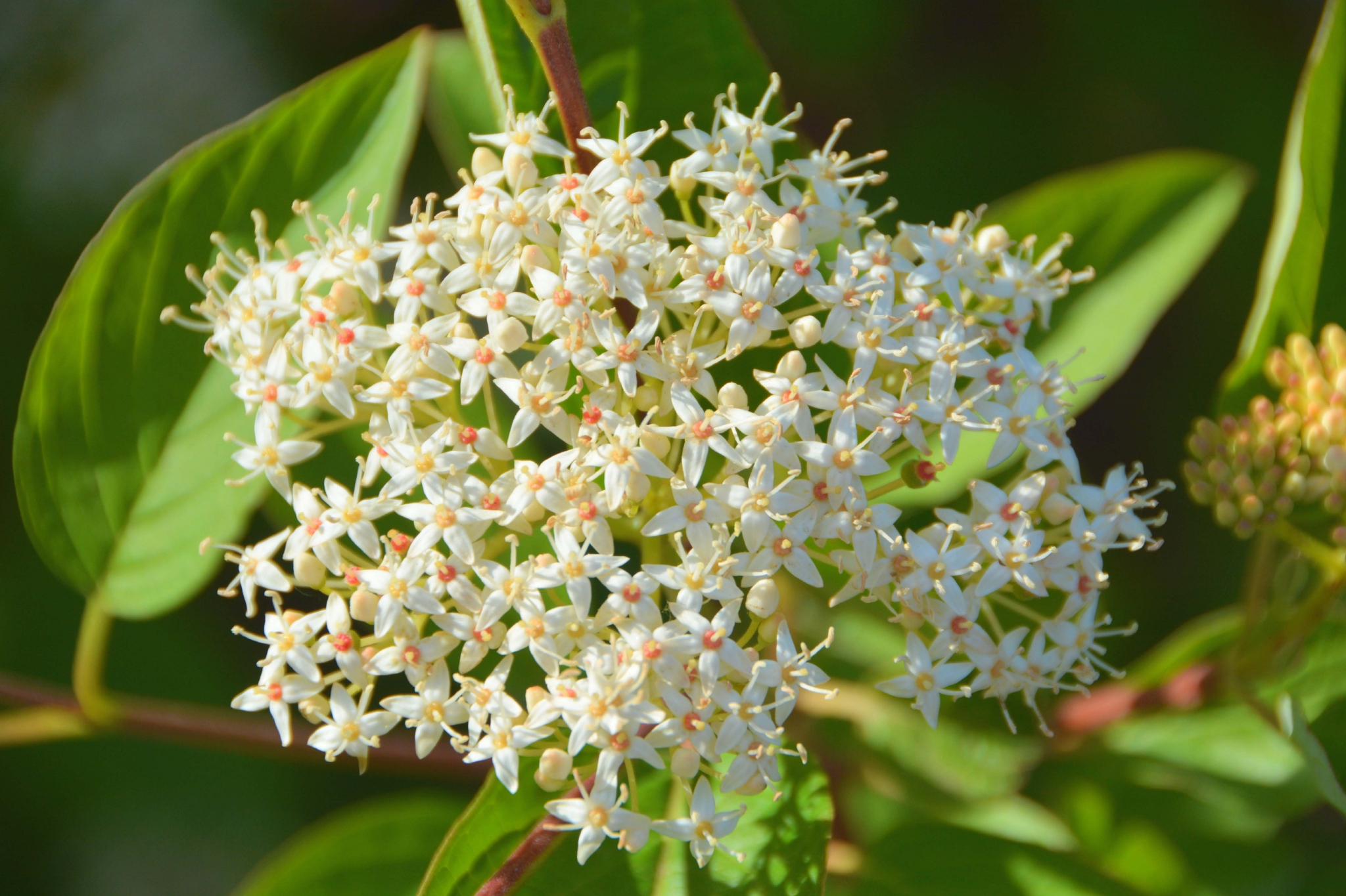 红瑞木花原创拍摄