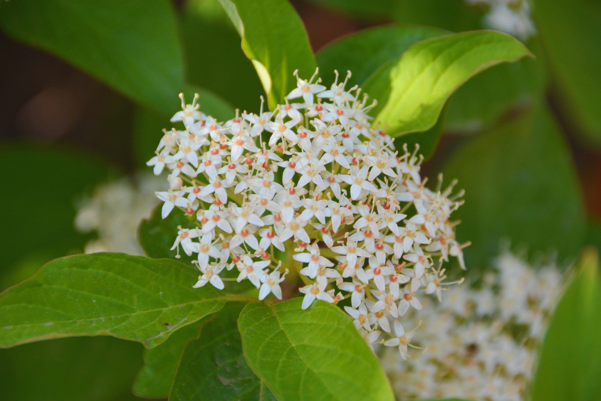 红瑞木花原创拍摄