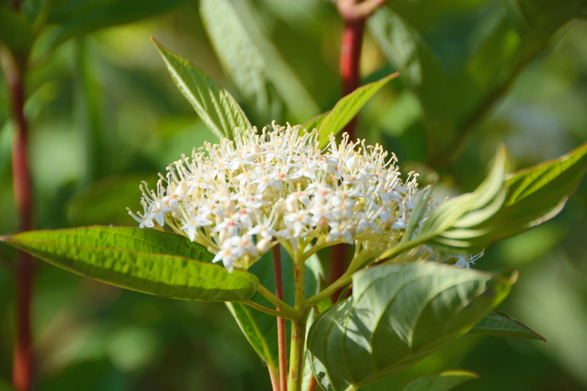 红瑞木花原创拍摄