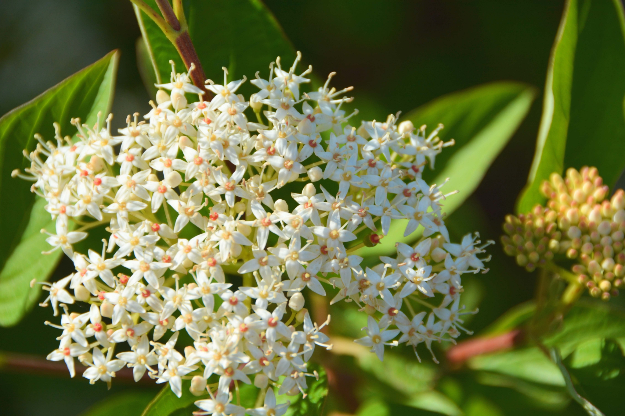 红瑞木花原创拍摄
