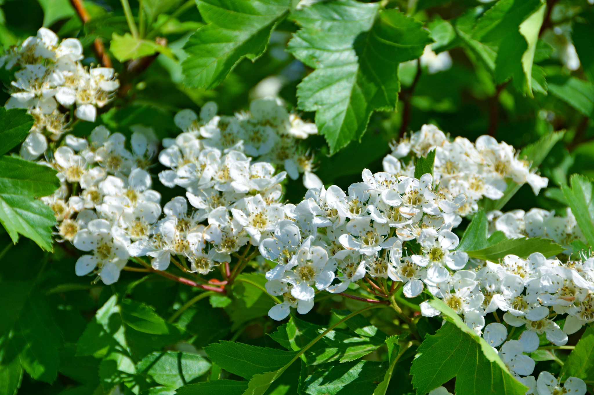 山楂花,原创拍摄|山楂|原创|拍摄_新浪新闻