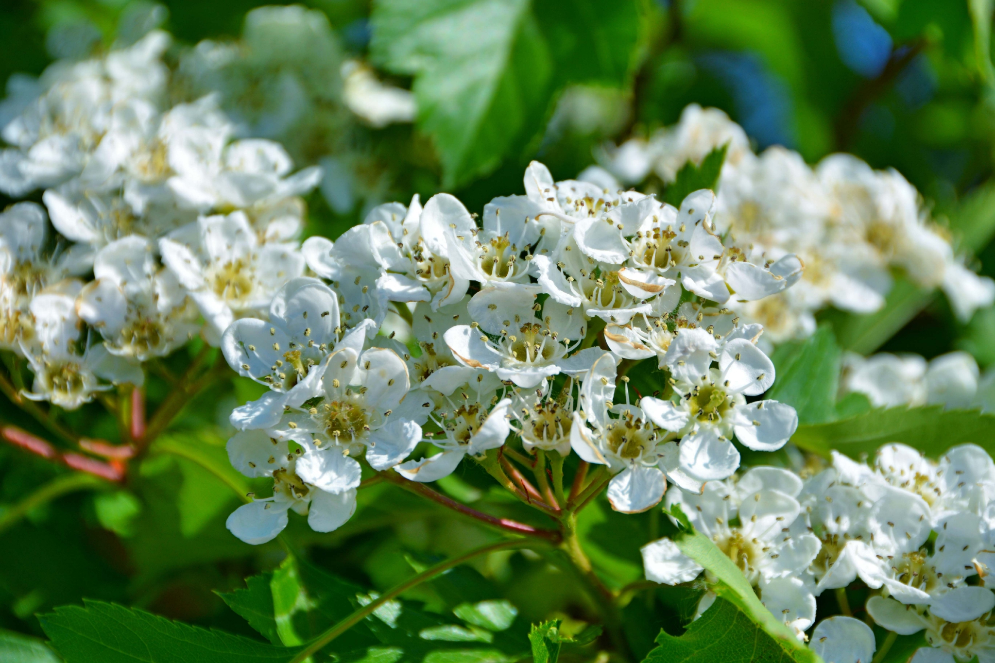 山楂花,原创拍摄山楂花,原创拍摄山楂花,原创拍摄山楂