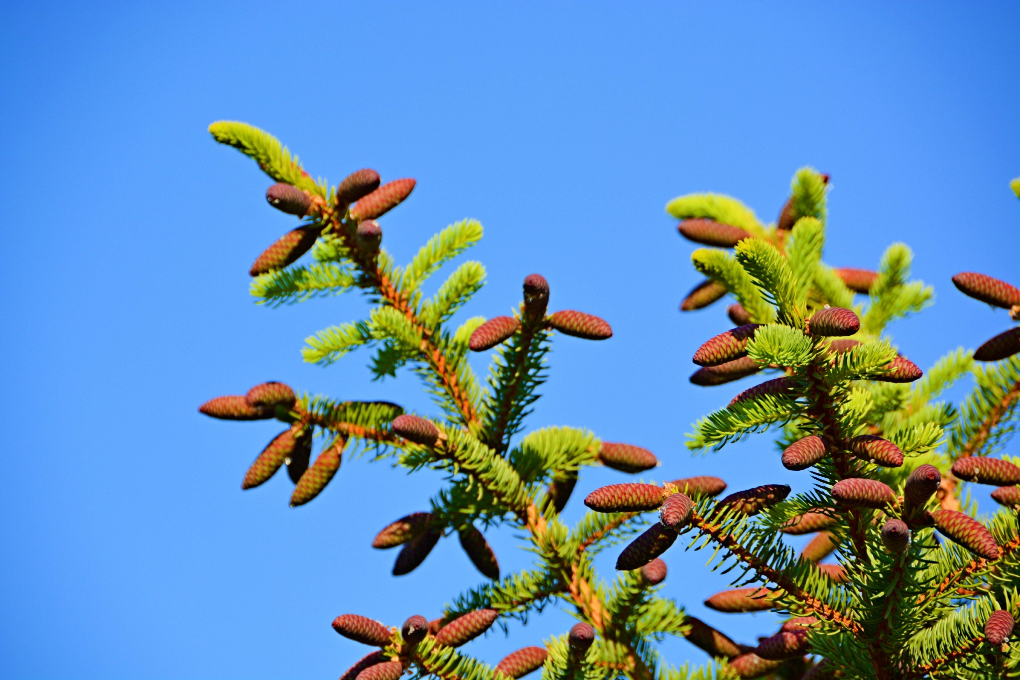 红绿相间的云杉果原创拍摄