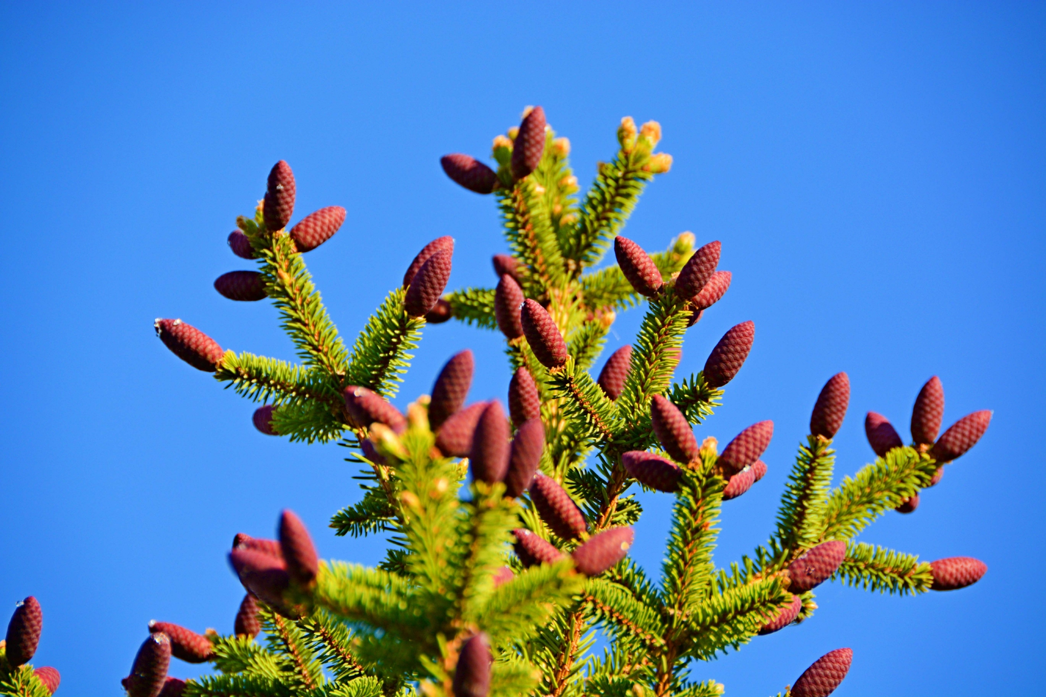 红绿相间的云杉果原创拍摄