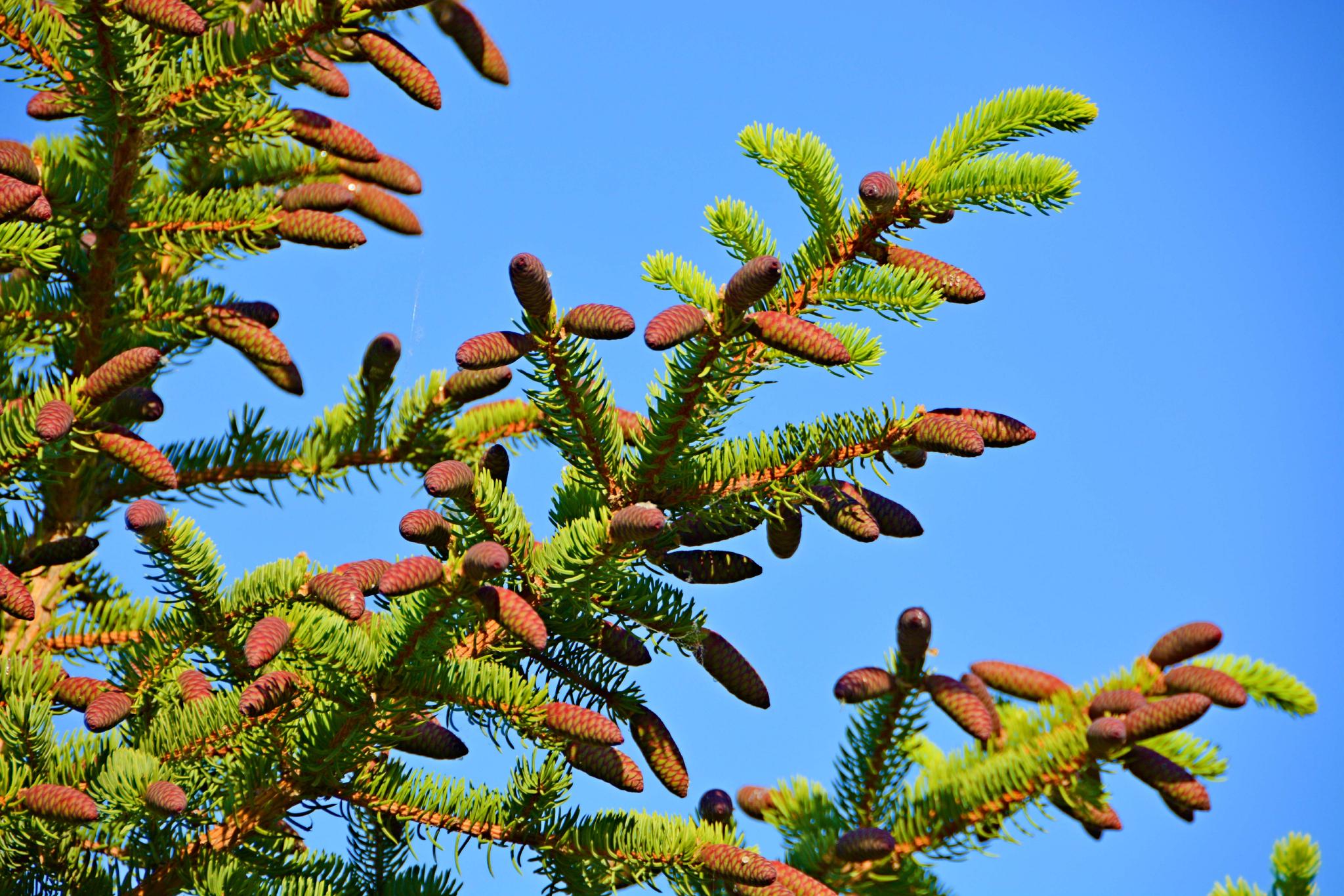 红绿相间的云杉果原创拍摄