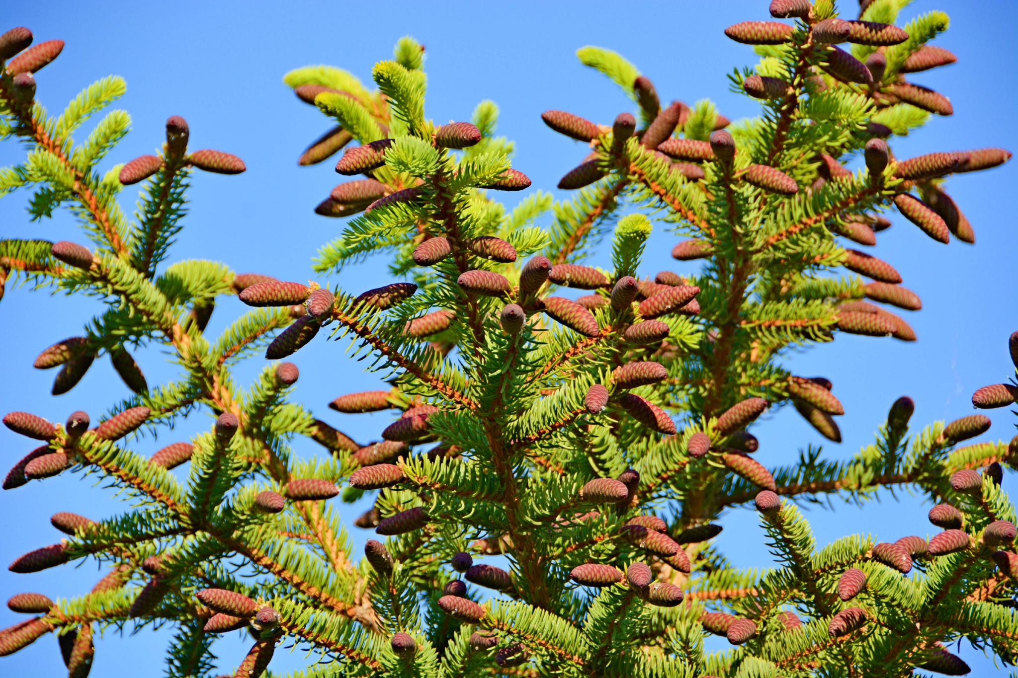 红绿相间的云杉果原创拍摄