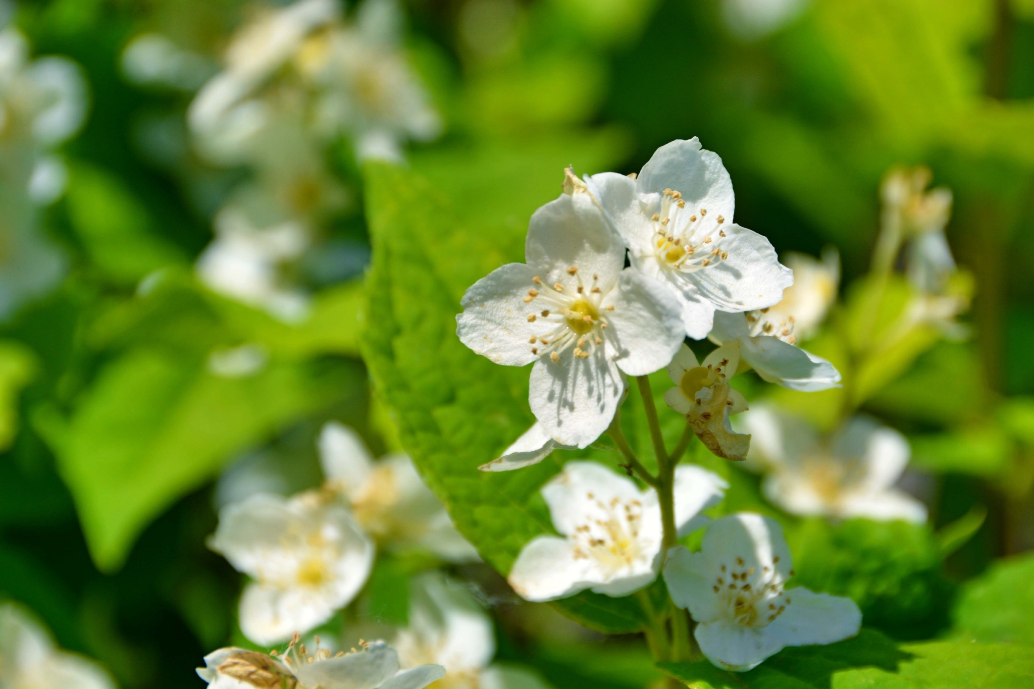 山梅花原创拍摄