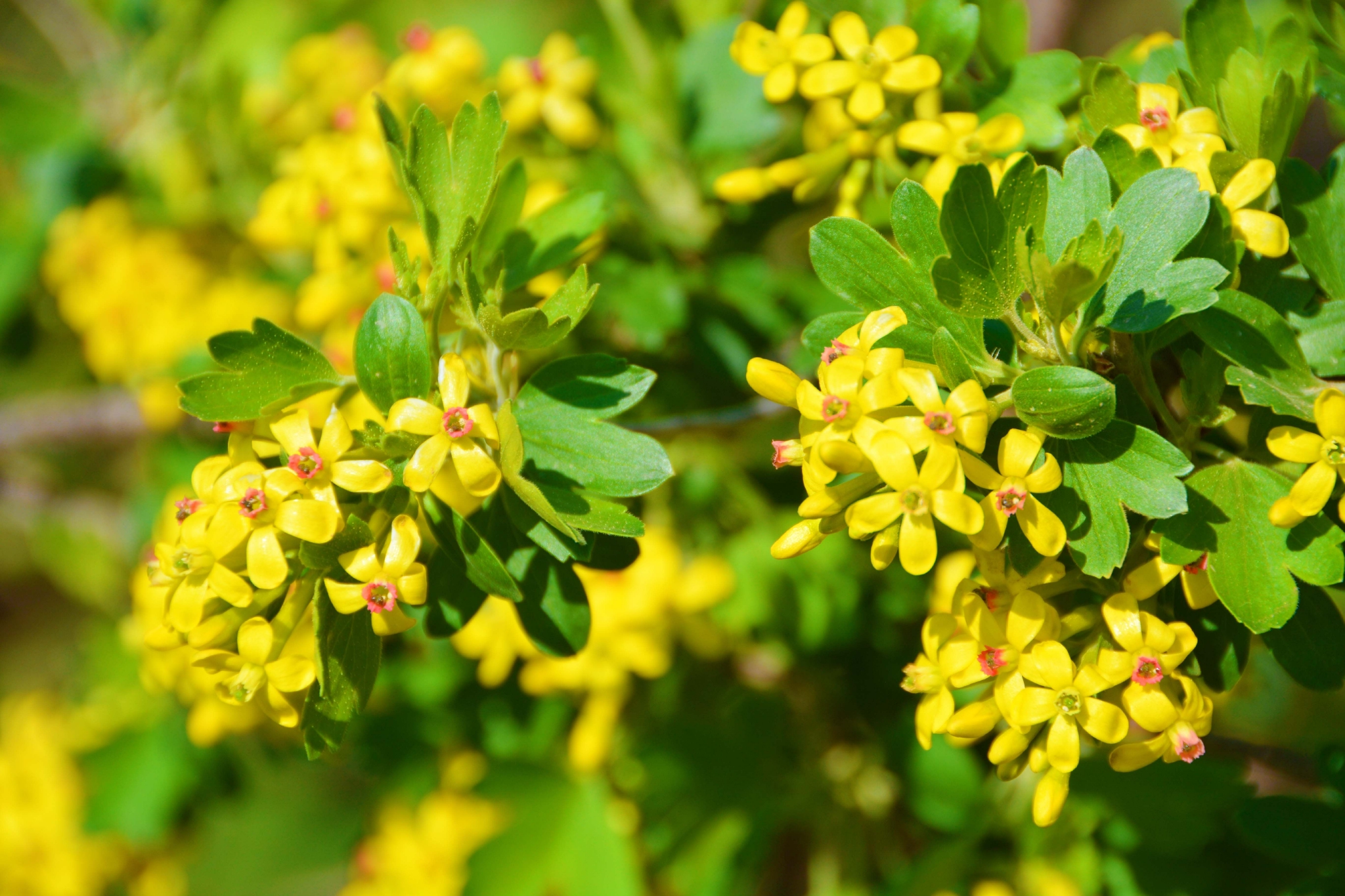 香茶藨子花原创拍摄