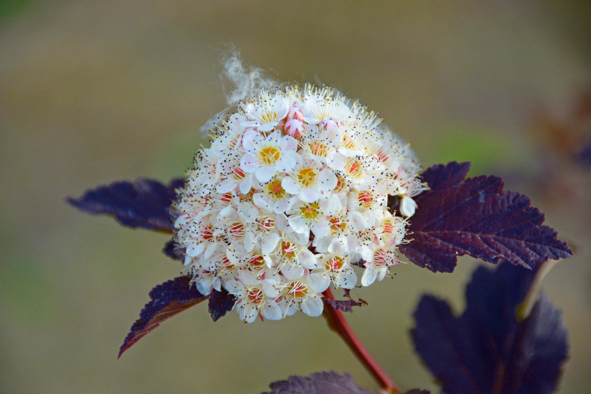春天风箱果花朵,原创拍摄