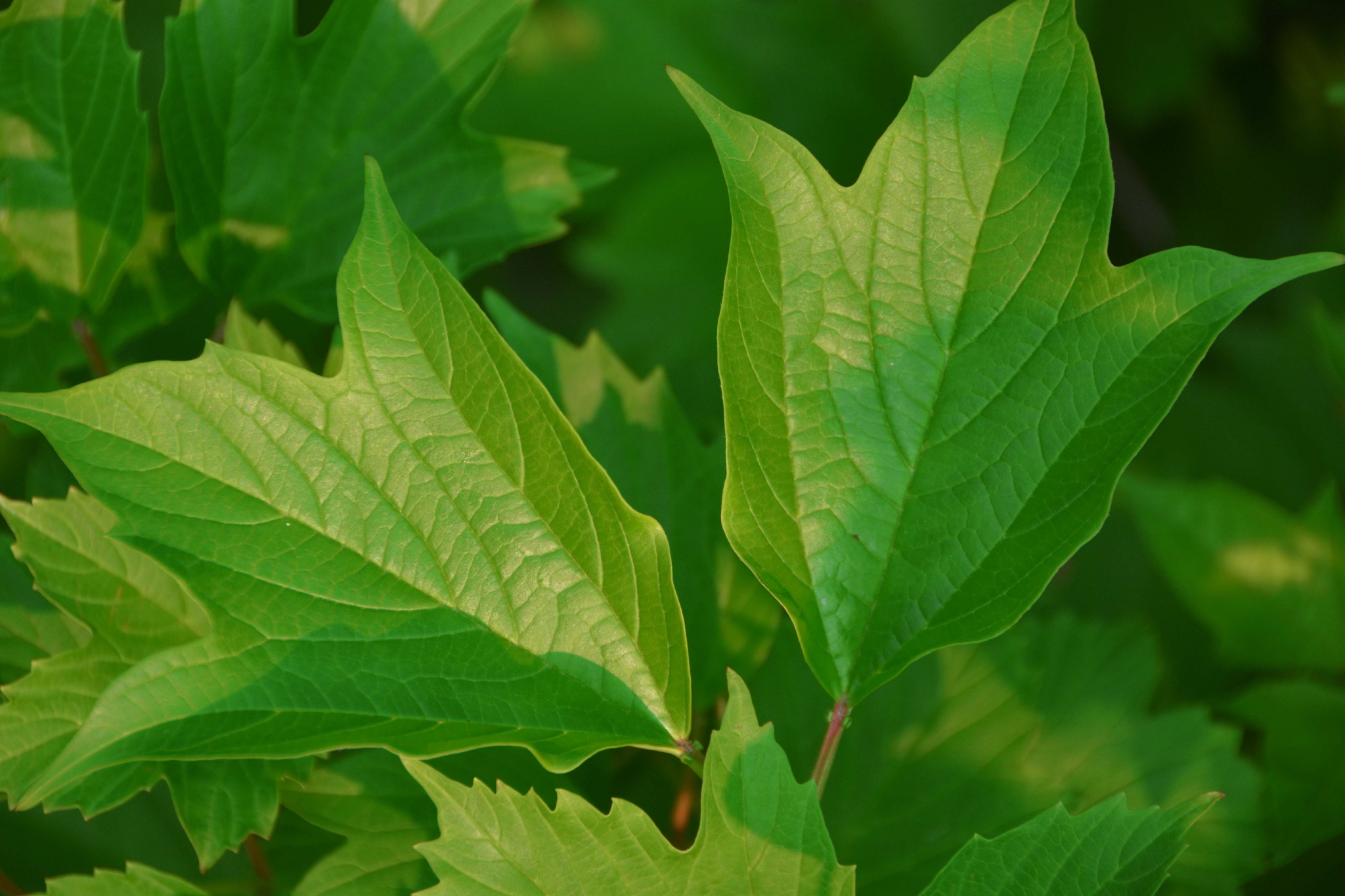 欧洲荚蒾叶子,原创拍摄