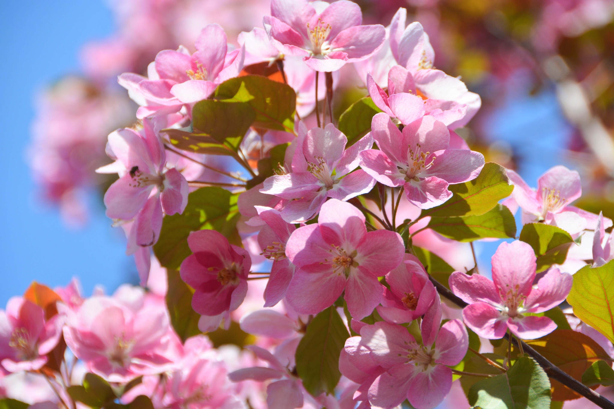 粉色海棠花原创拍摄