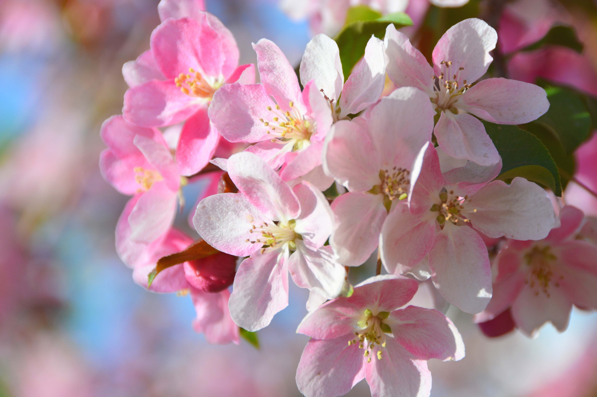 粉色海棠花原创拍摄