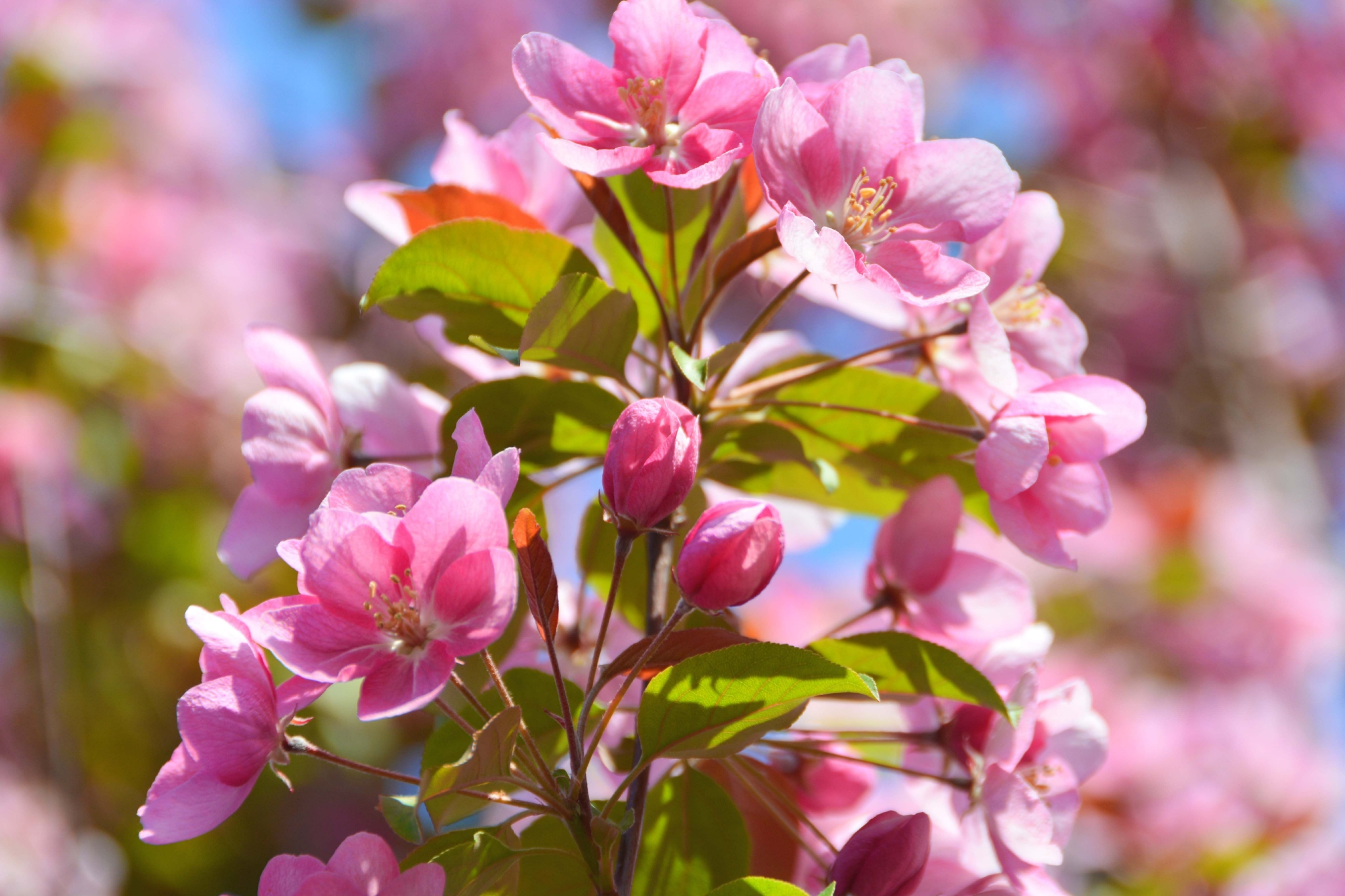 粉色海棠花原创拍摄