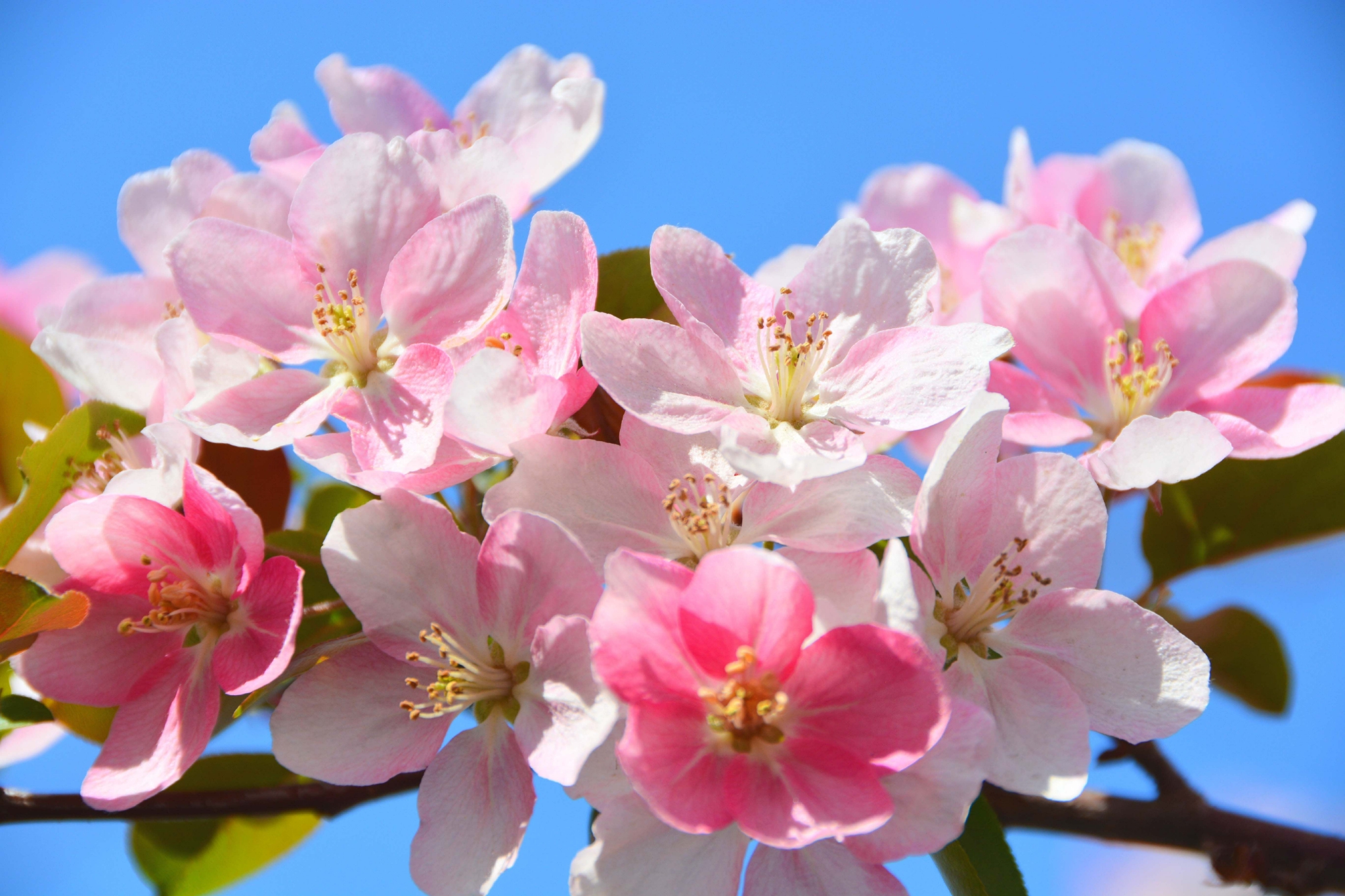粉色海棠花原创拍摄