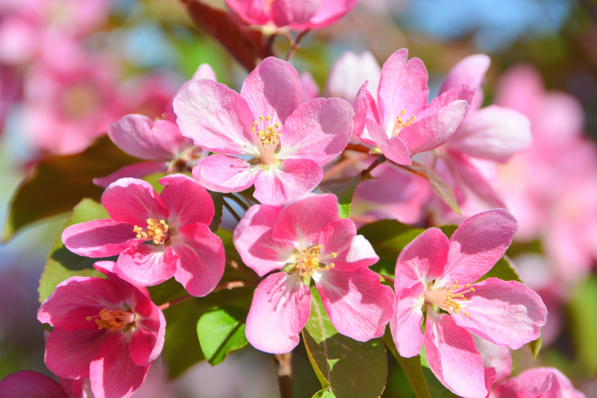 粉色海棠花原创拍摄