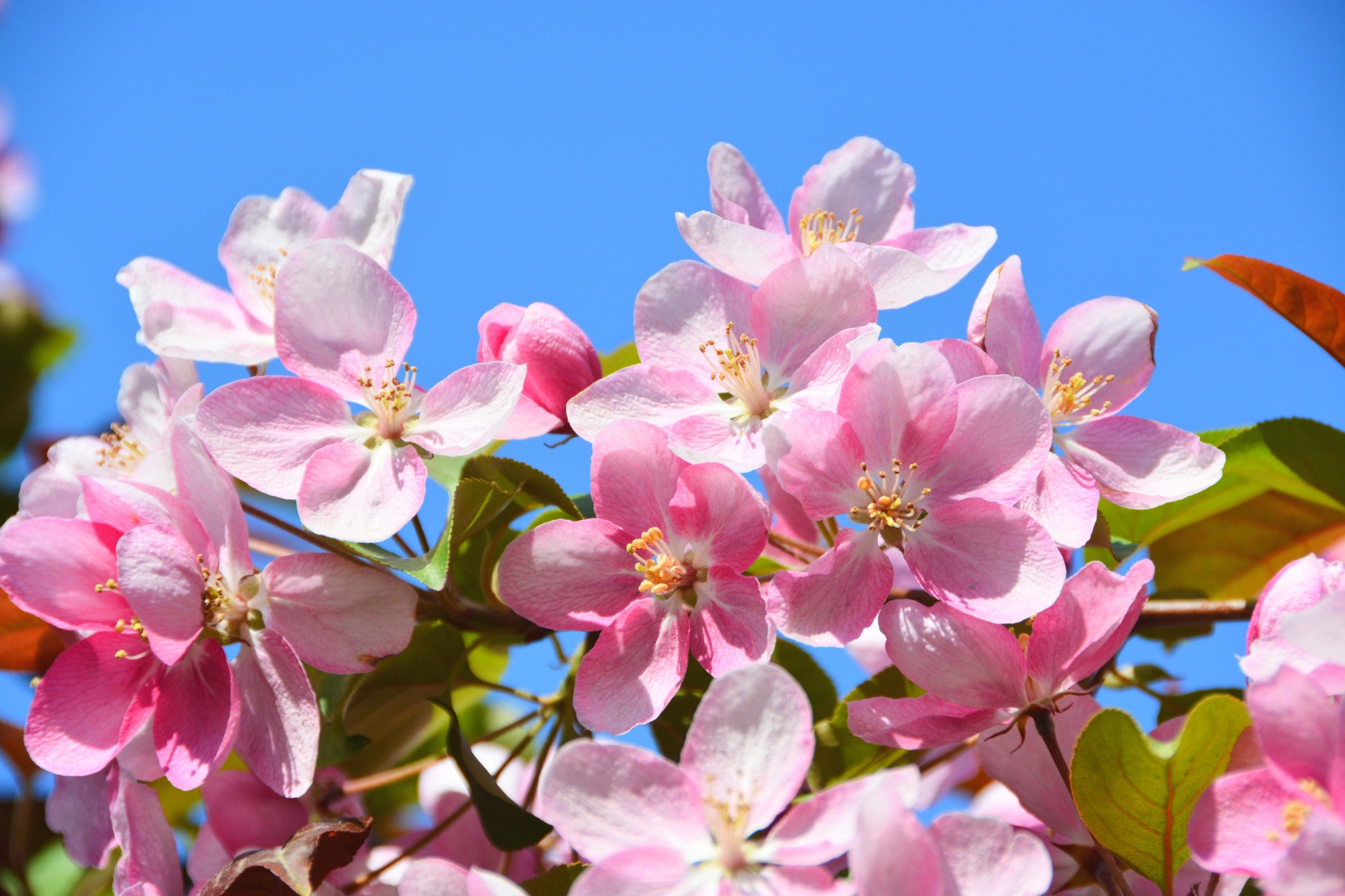 粉色海棠花原创拍摄