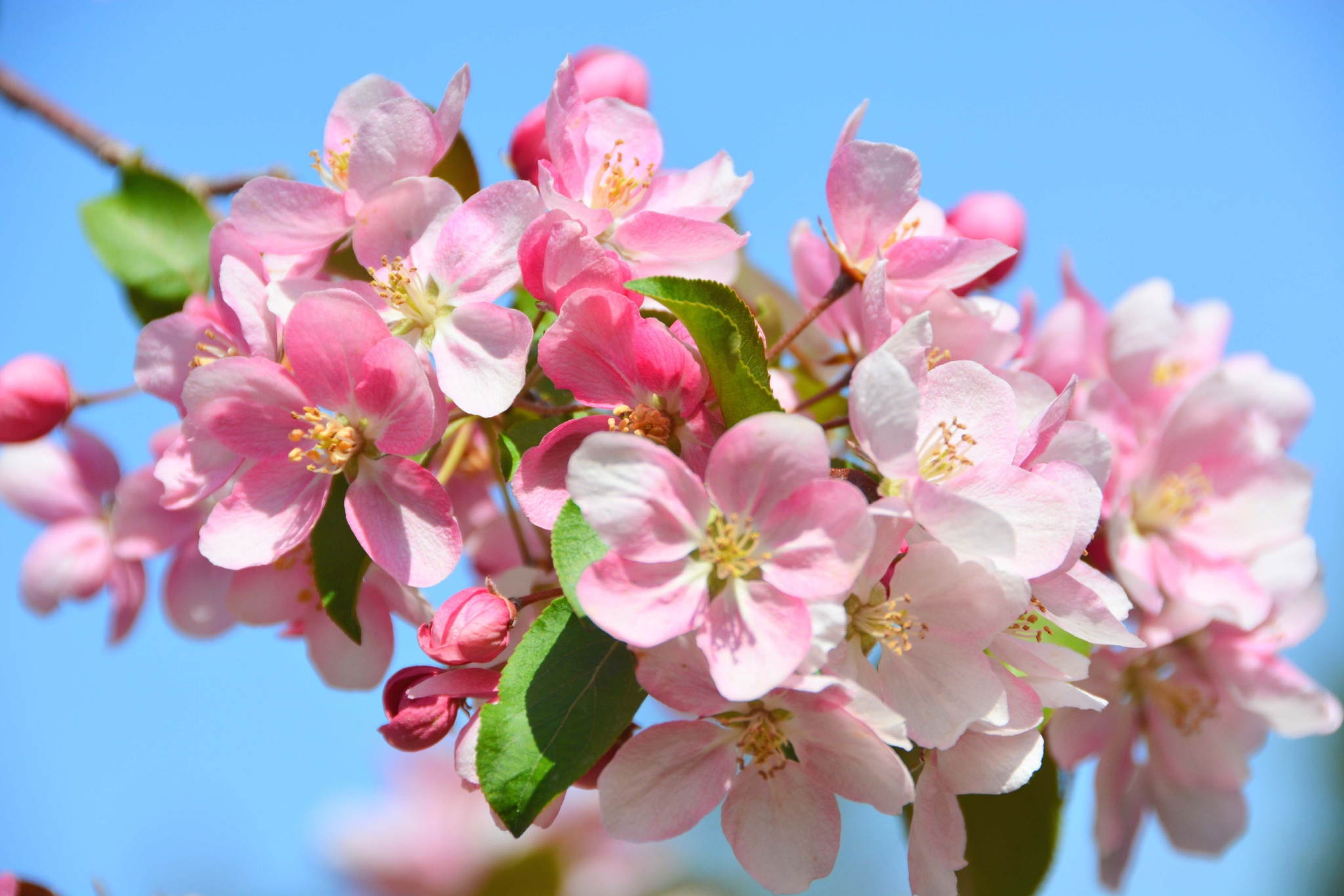 粉色海棠花原创拍摄