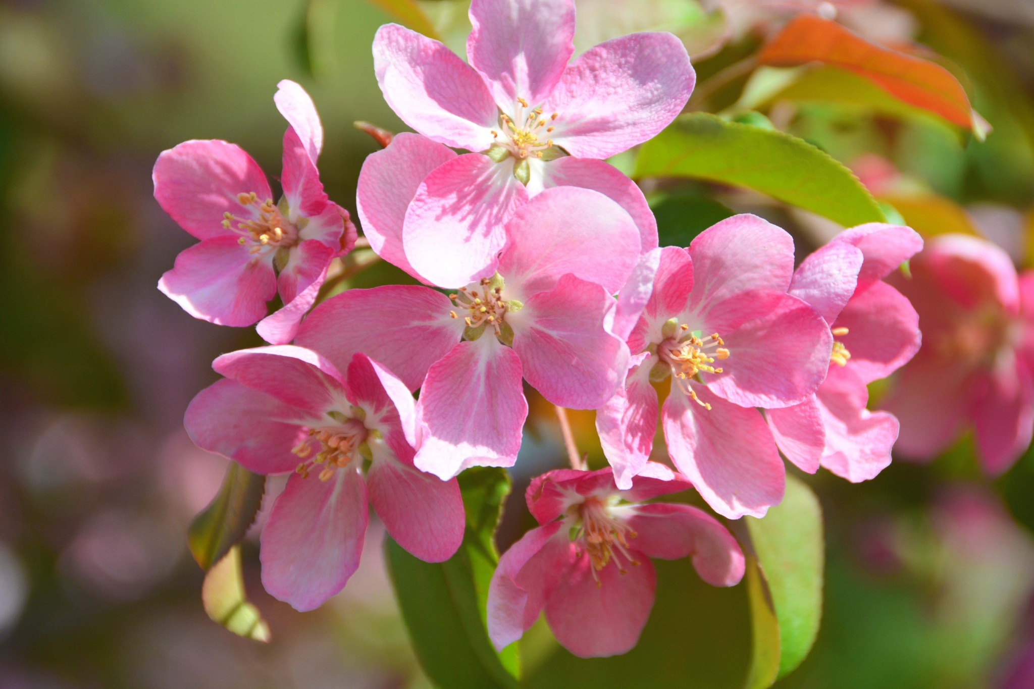 粉色海棠花原创拍摄