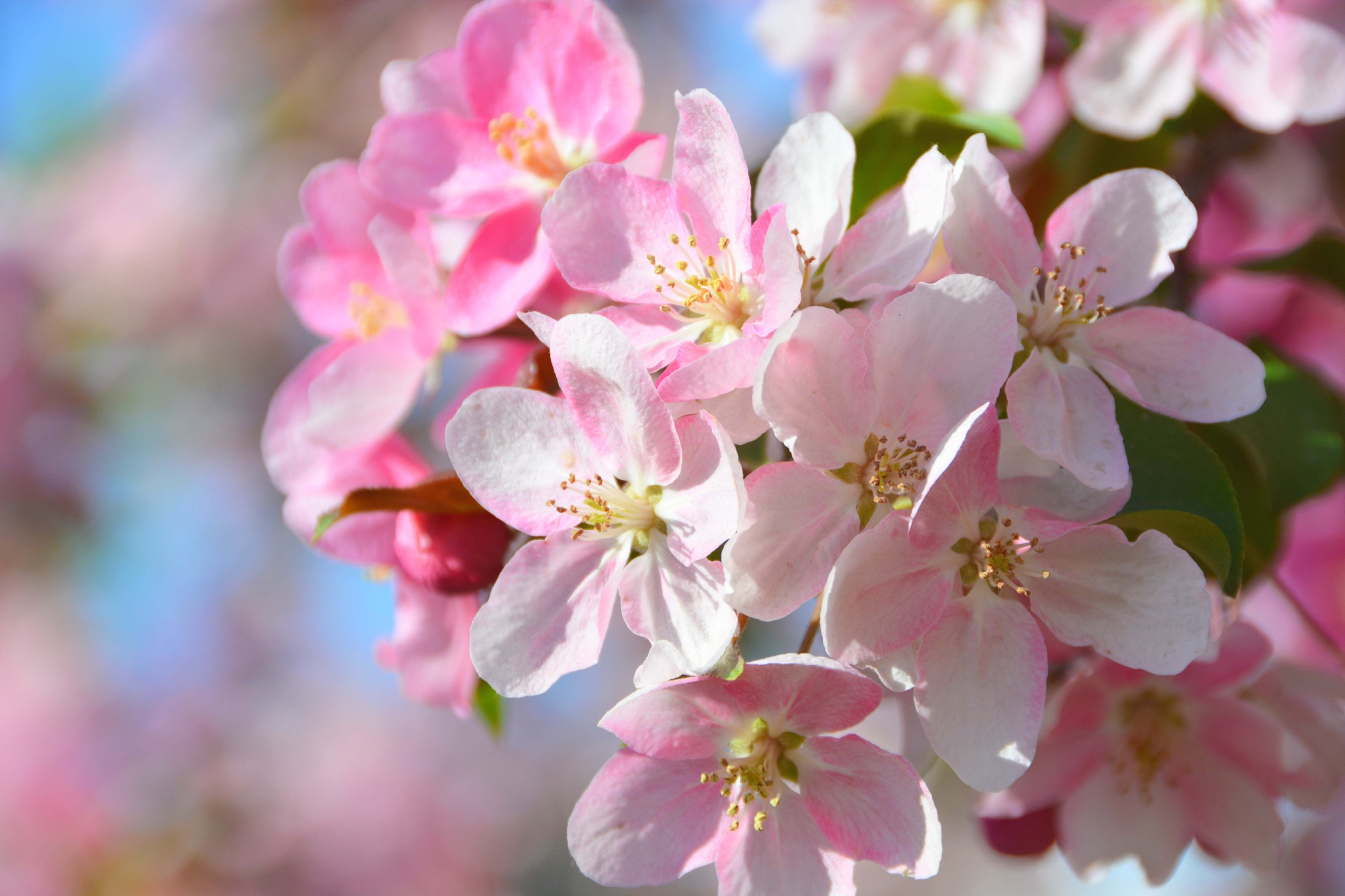粉色海棠花原创拍摄