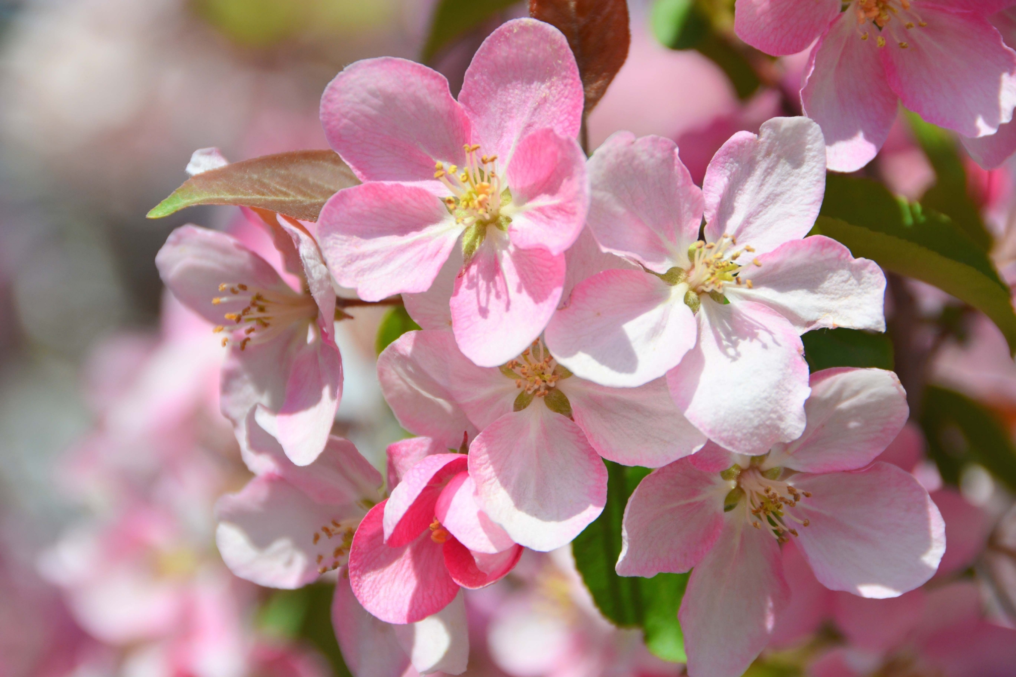 粉色海棠花原创拍摄