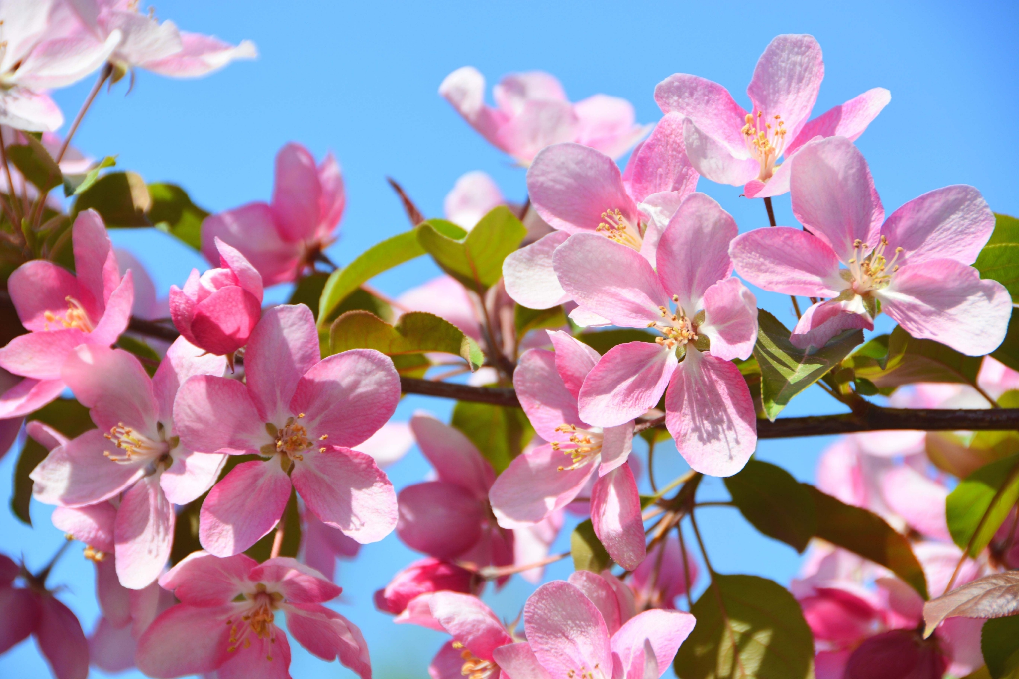 粉色海棠花原创拍摄