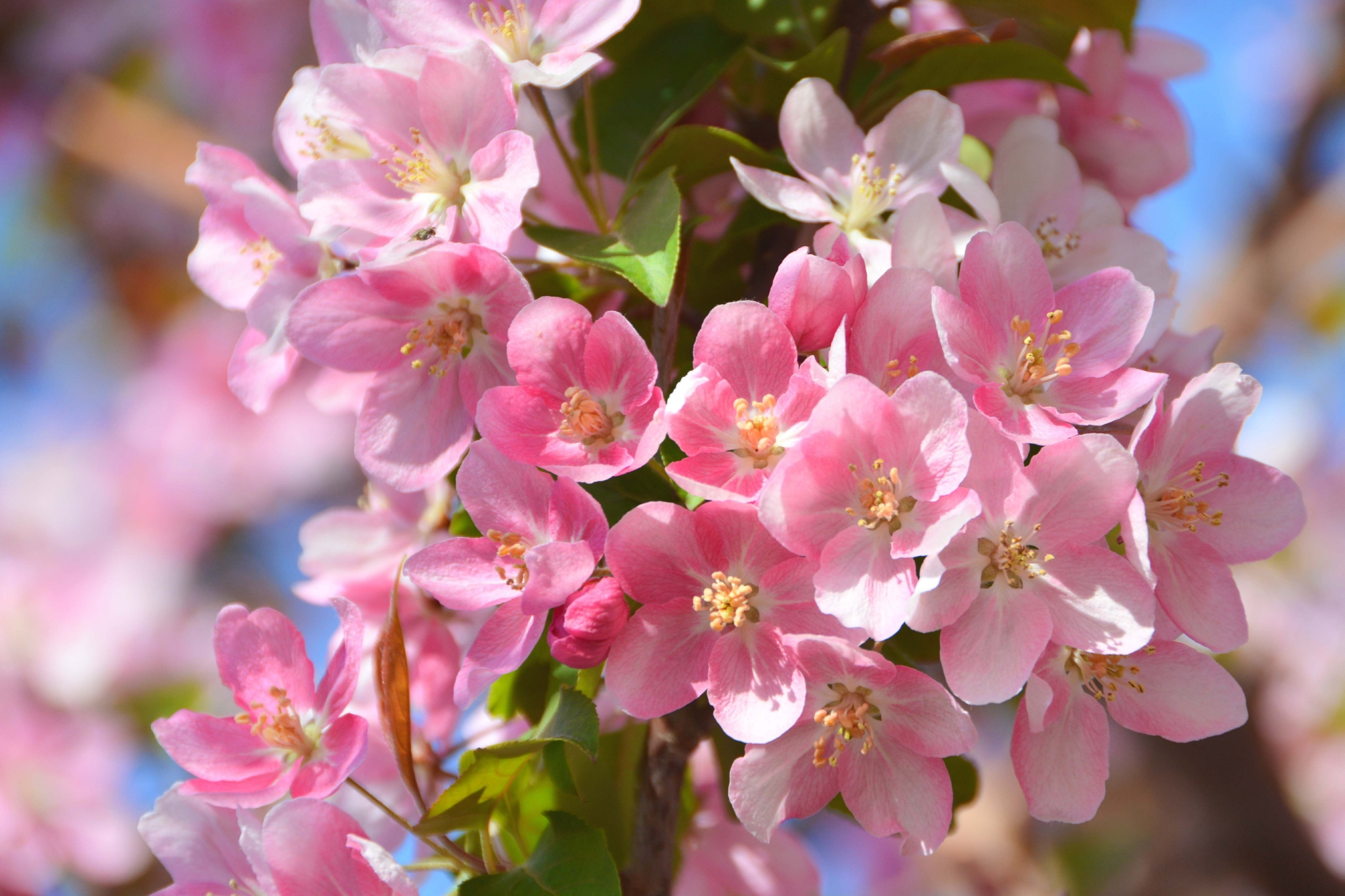 粉色海棠花原创拍摄
