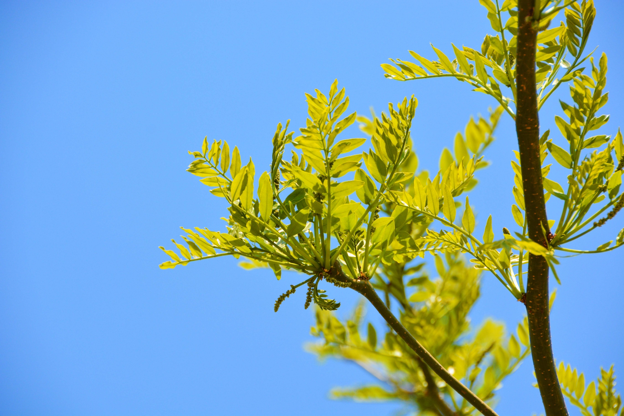 皂角树新叶和花穗原创拍摄