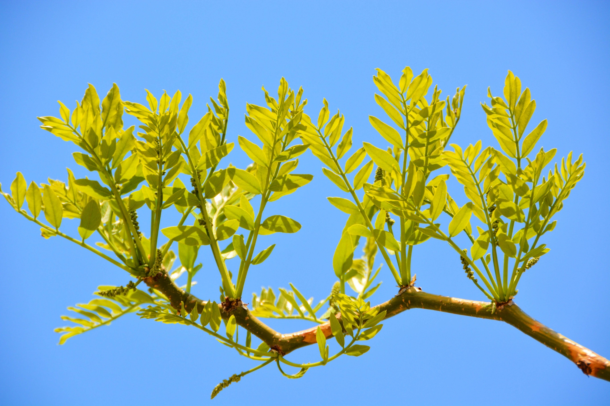 皂角树新叶和花穗,原创拍摄__财经头条