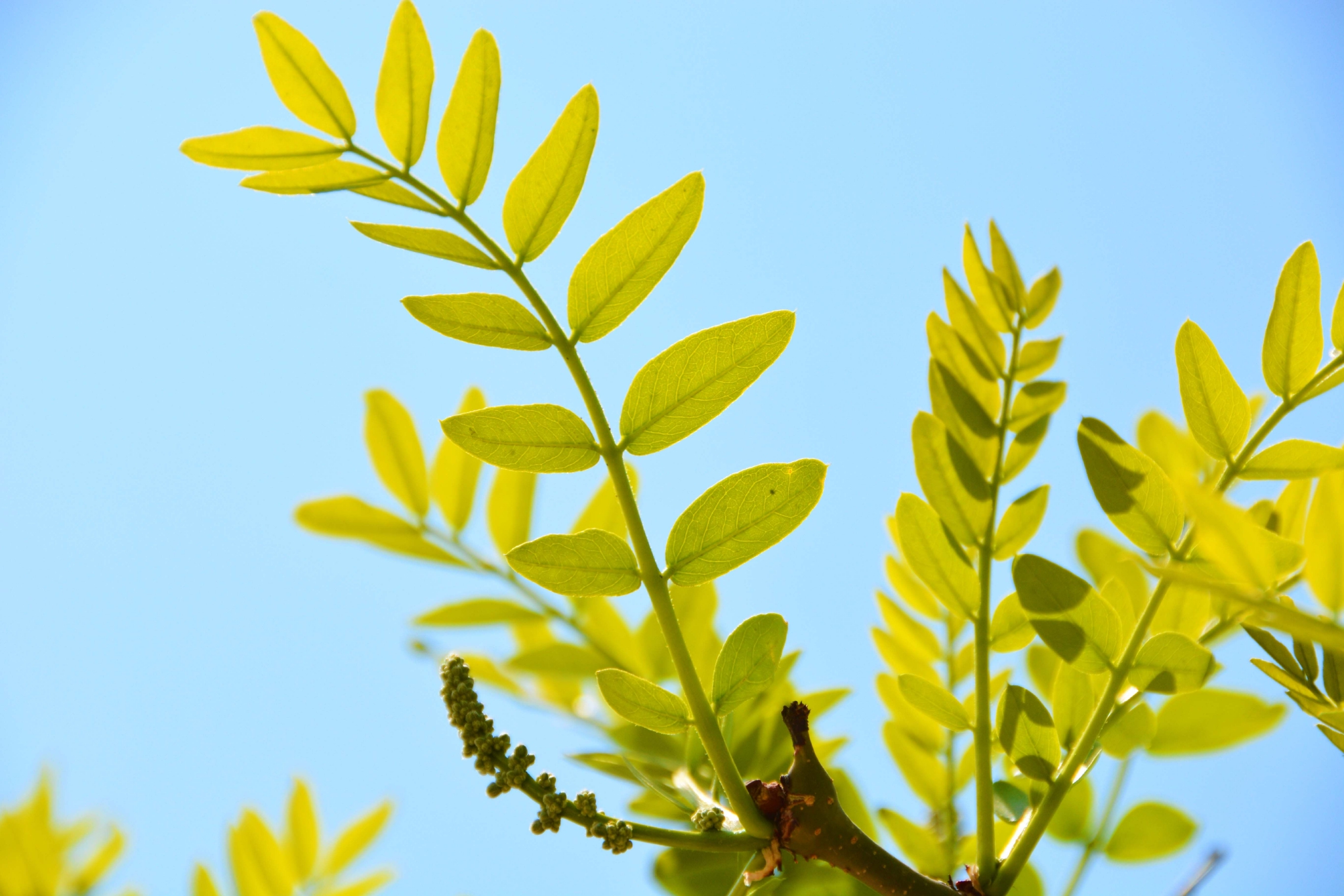 皂角树新叶和花穗,原创拍摄__财经头条