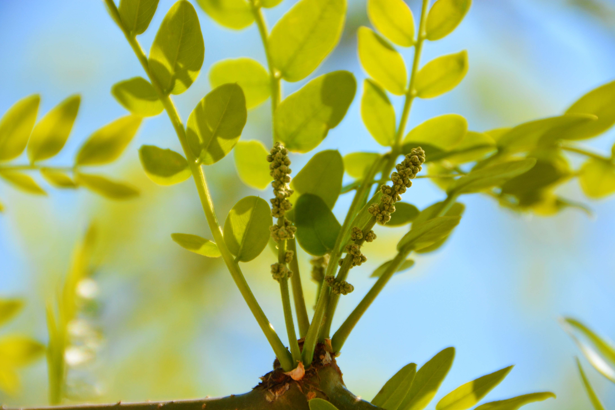 皂角树新叶和花穗,原创拍摄