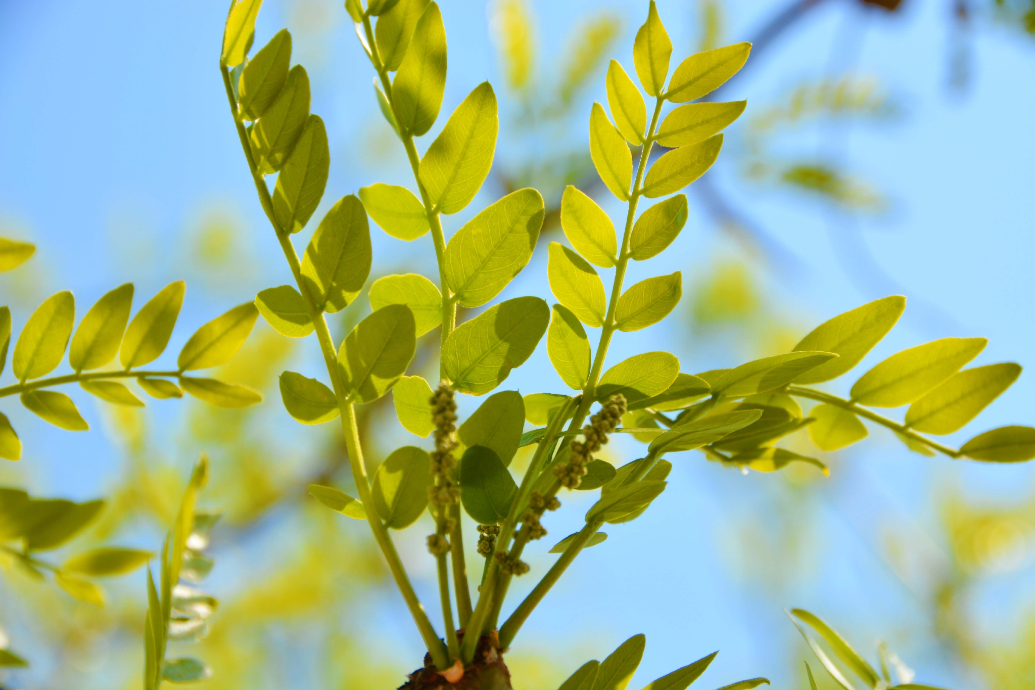 皂角树新叶和花穗,原创拍摄__财经头条
