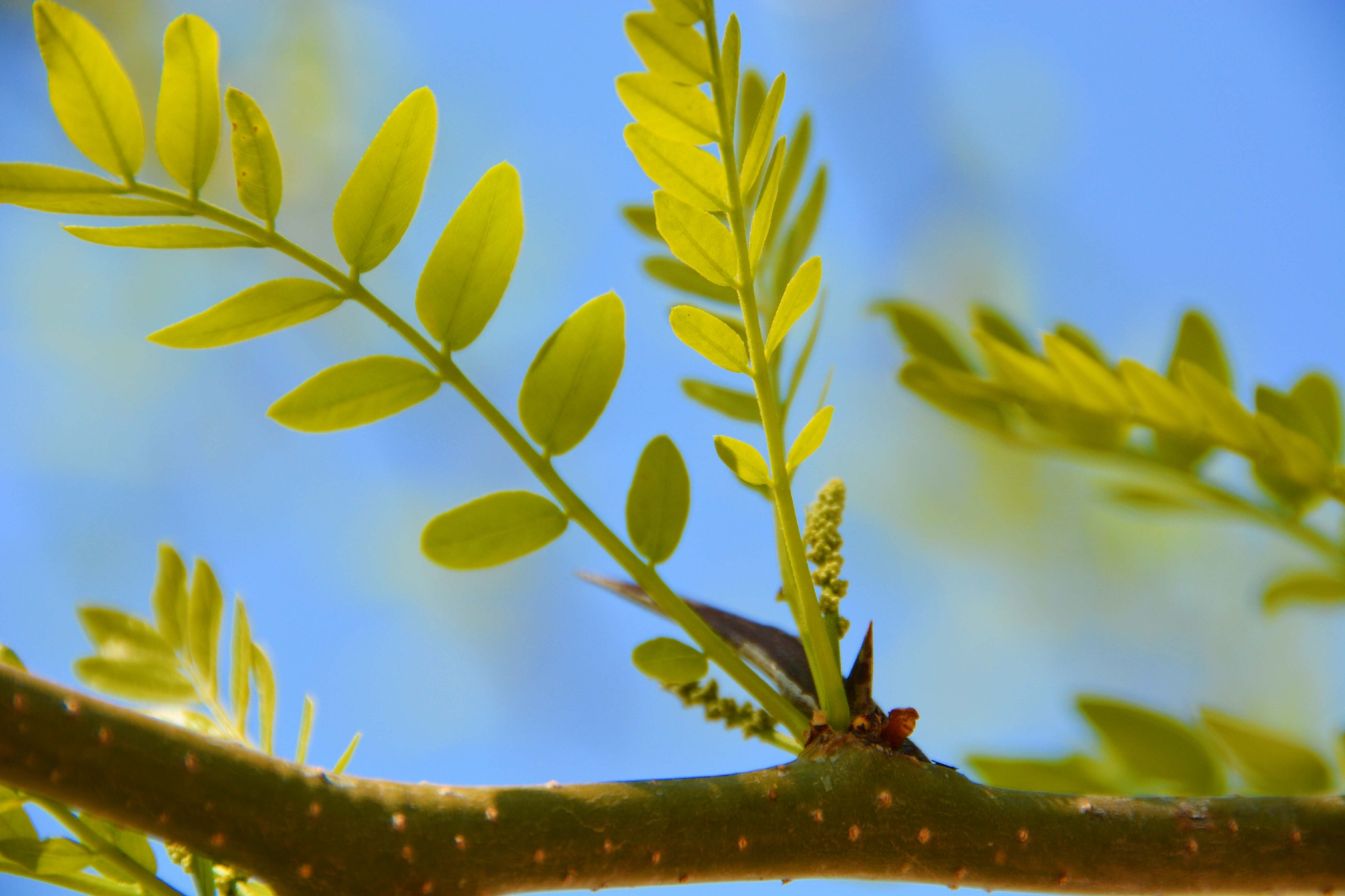 皂角树新叶和花穗,原创拍摄__财经头条