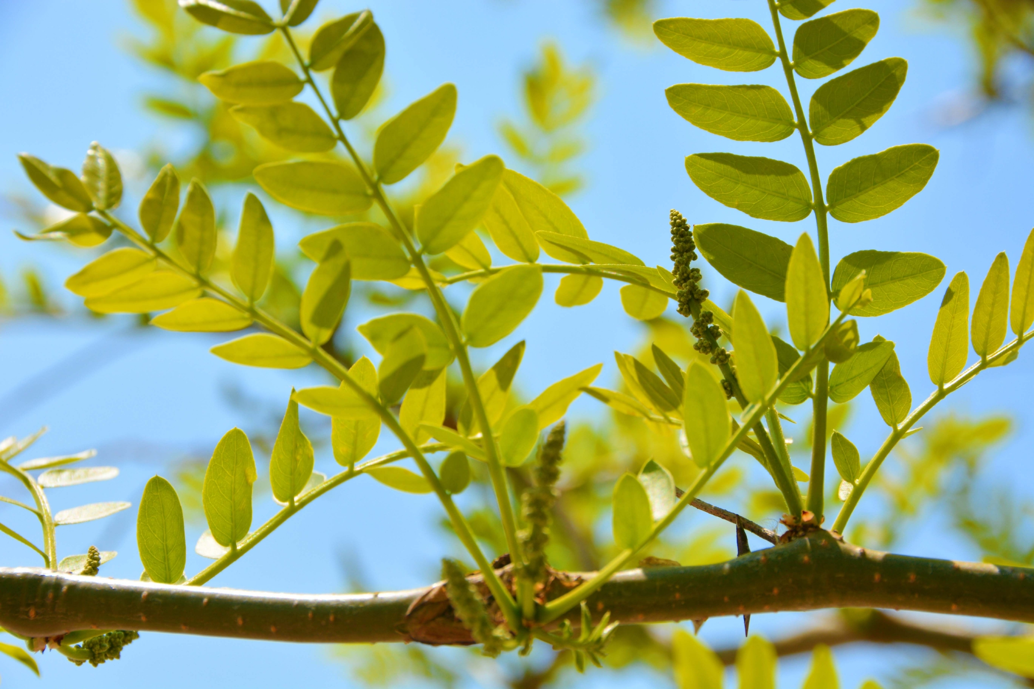 皂角树新叶和花穗,原创拍摄__财经头条
