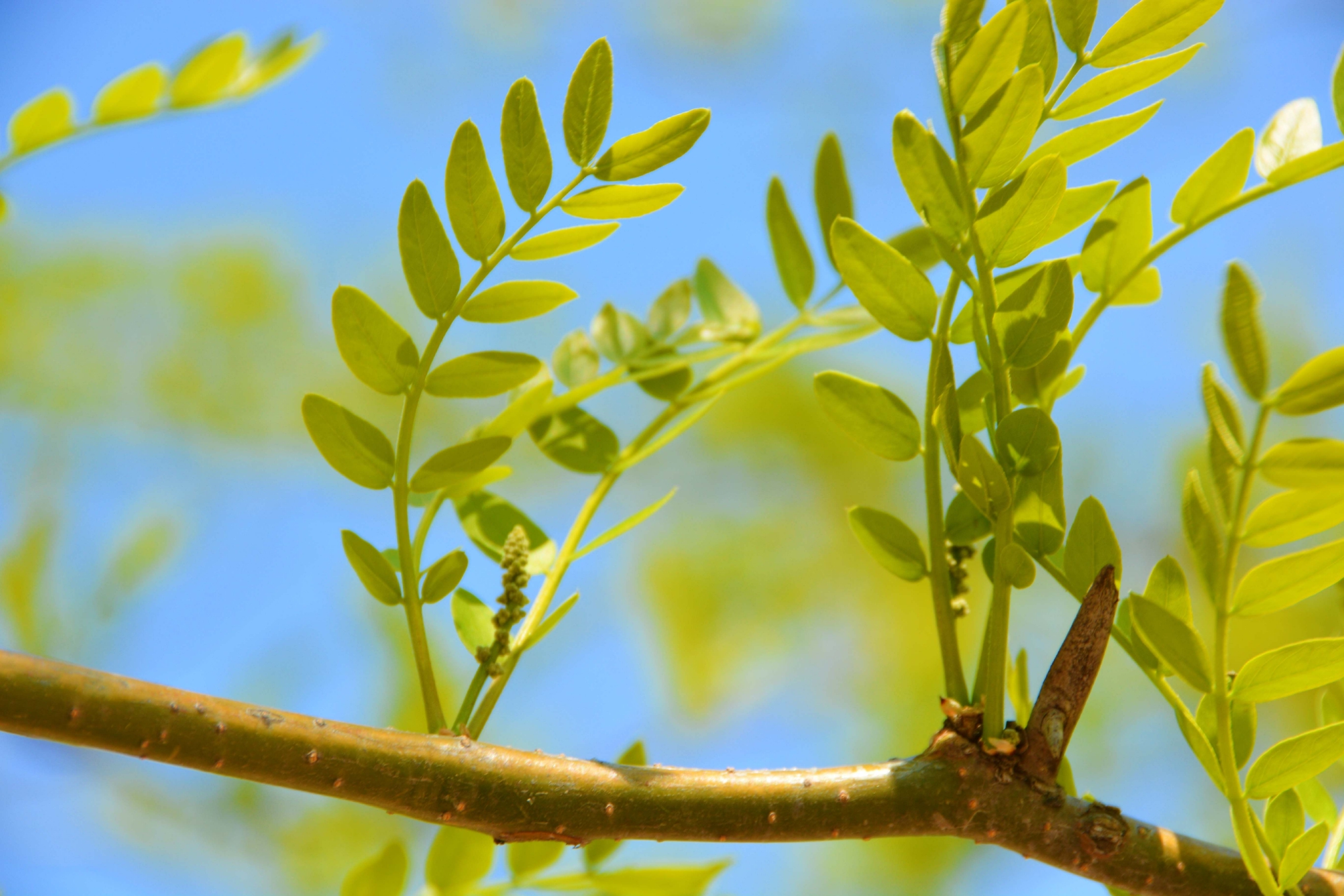 皂角树新叶和花穗,原创拍摄__财经头条