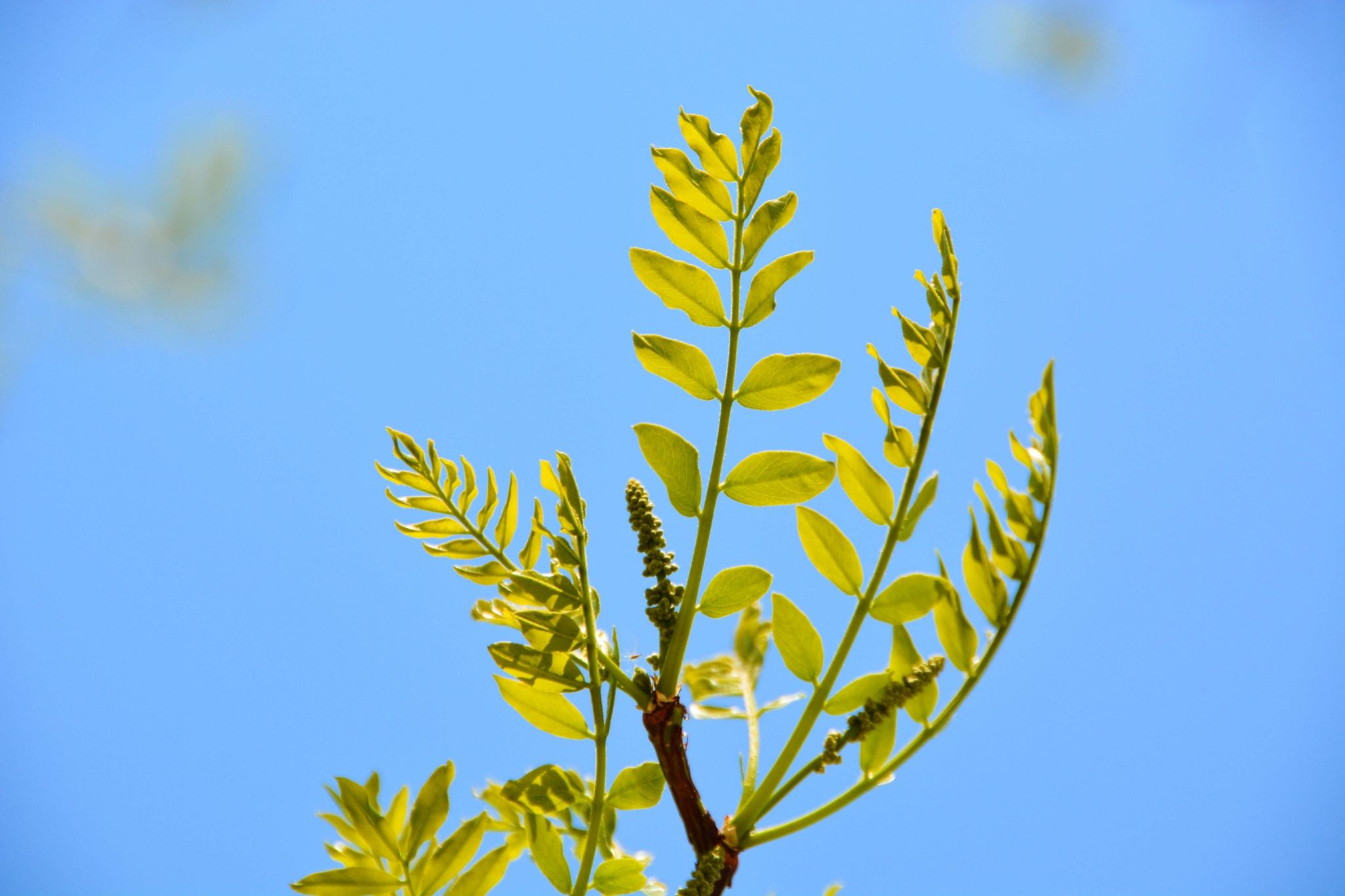 皂角树新叶和花穗,原创拍摄__财经头条