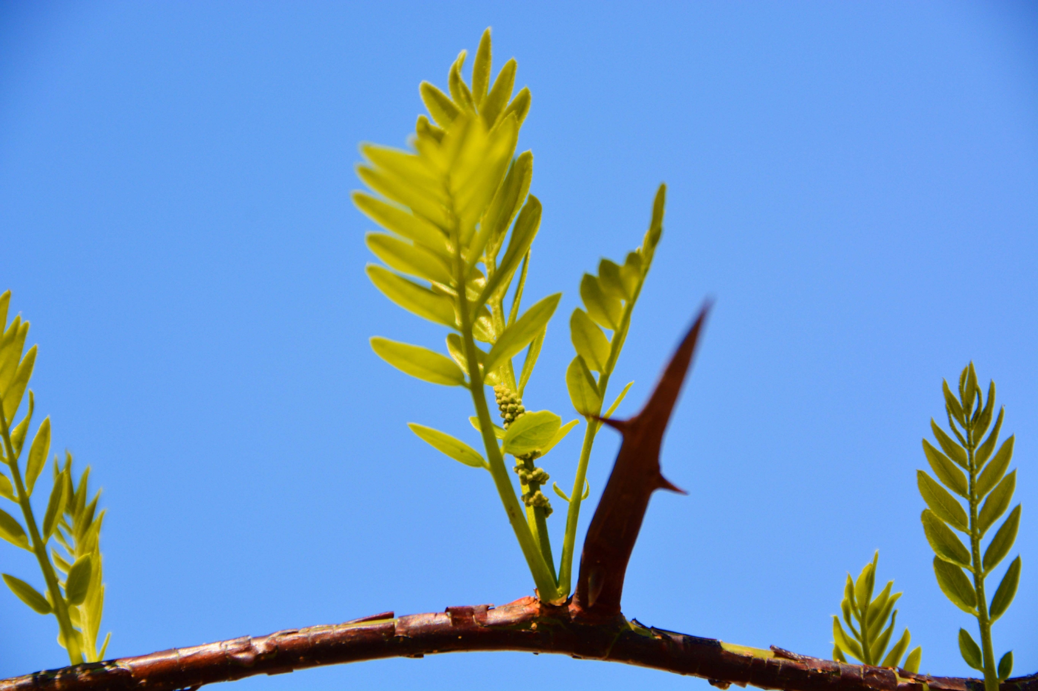 皂角树新叶和花穗,原创拍摄__财经头条