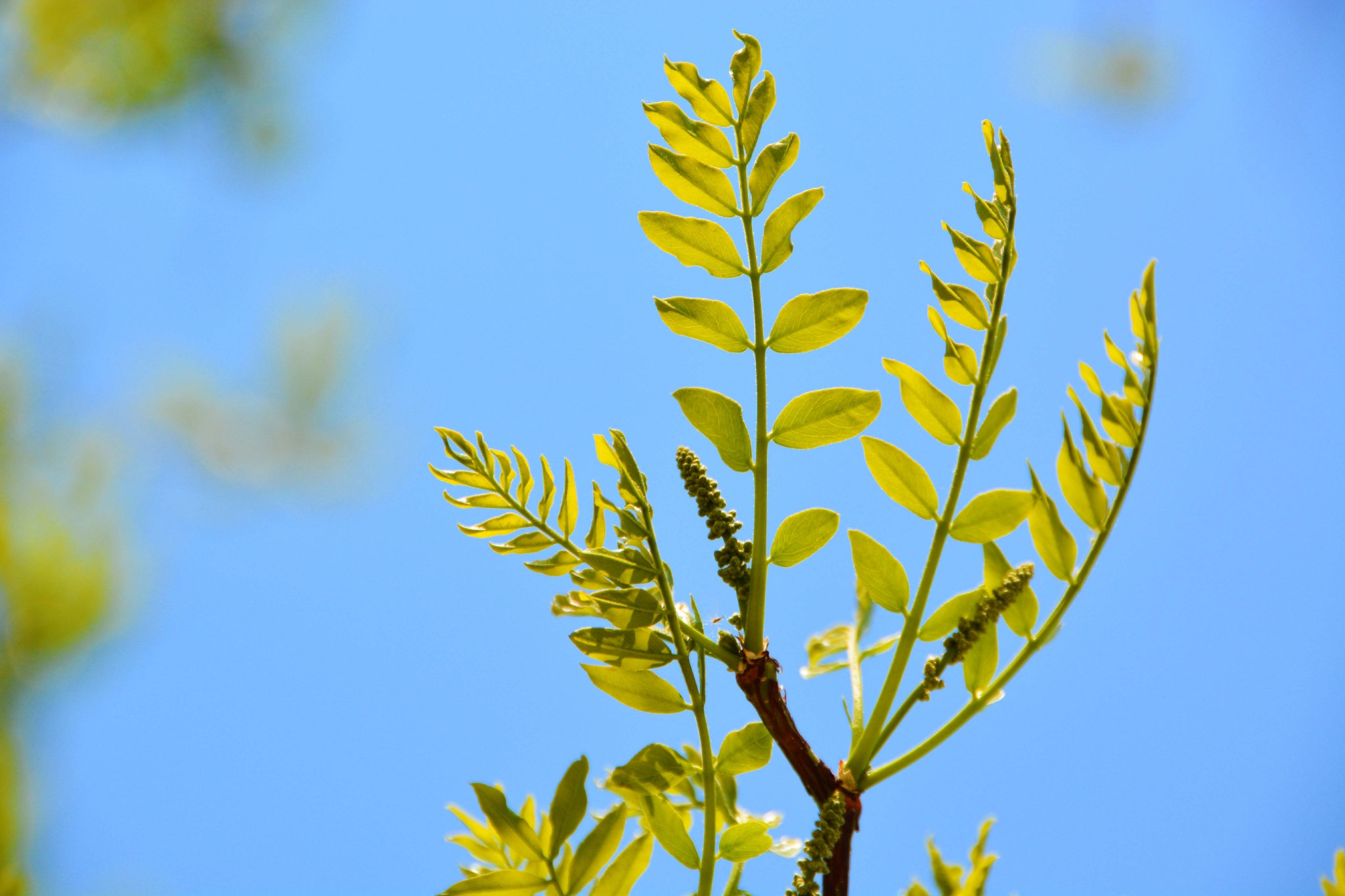 皂角树新叶和花穗,原创拍摄__财经头条