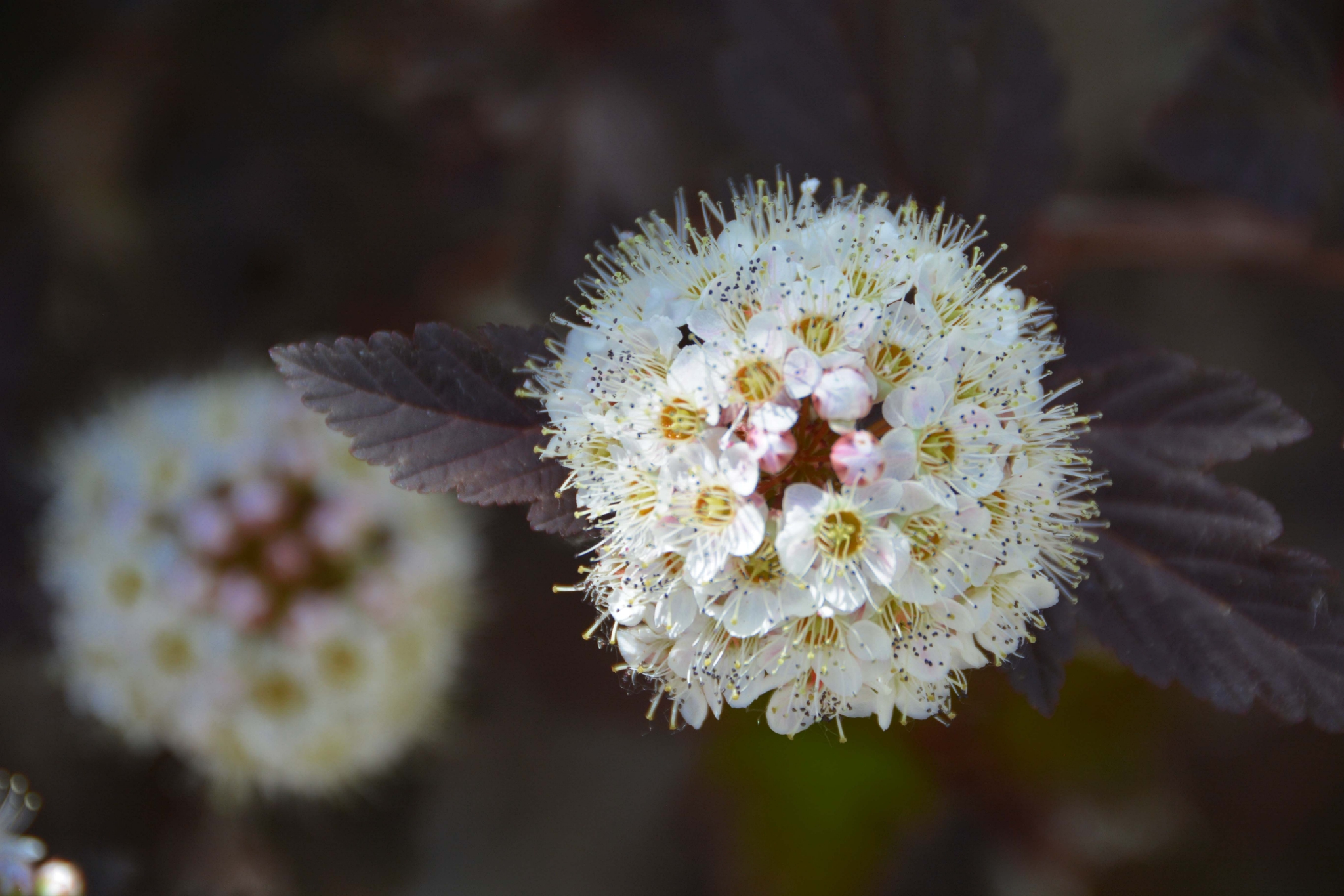 毛茸茸的风箱果花朵,原创拍摄