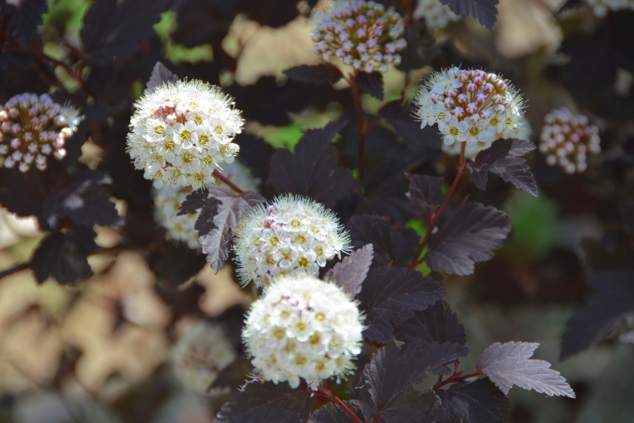 毛茸茸的风箱果花朵,原创拍摄